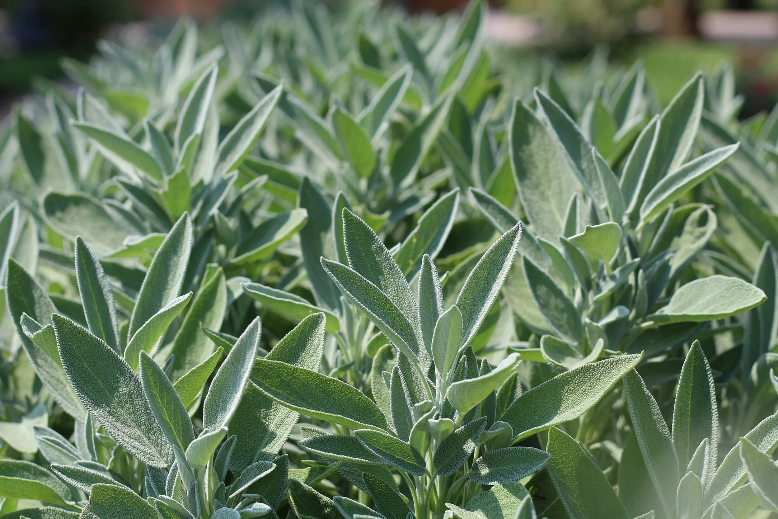 Close-up of lush green sage leaves representing massage therapy in Chesterfield, VA.
