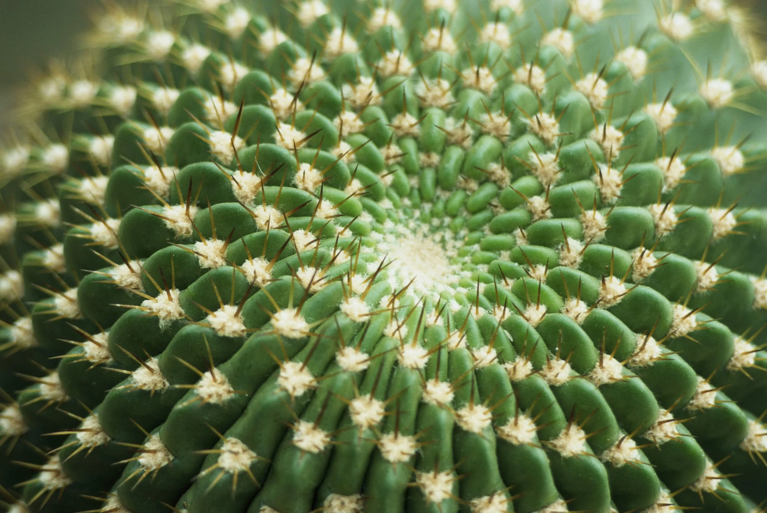 Close-up of a green cactus with spines arranged in a spiral pattern representing massage therapy in Chesterfield, VA.
