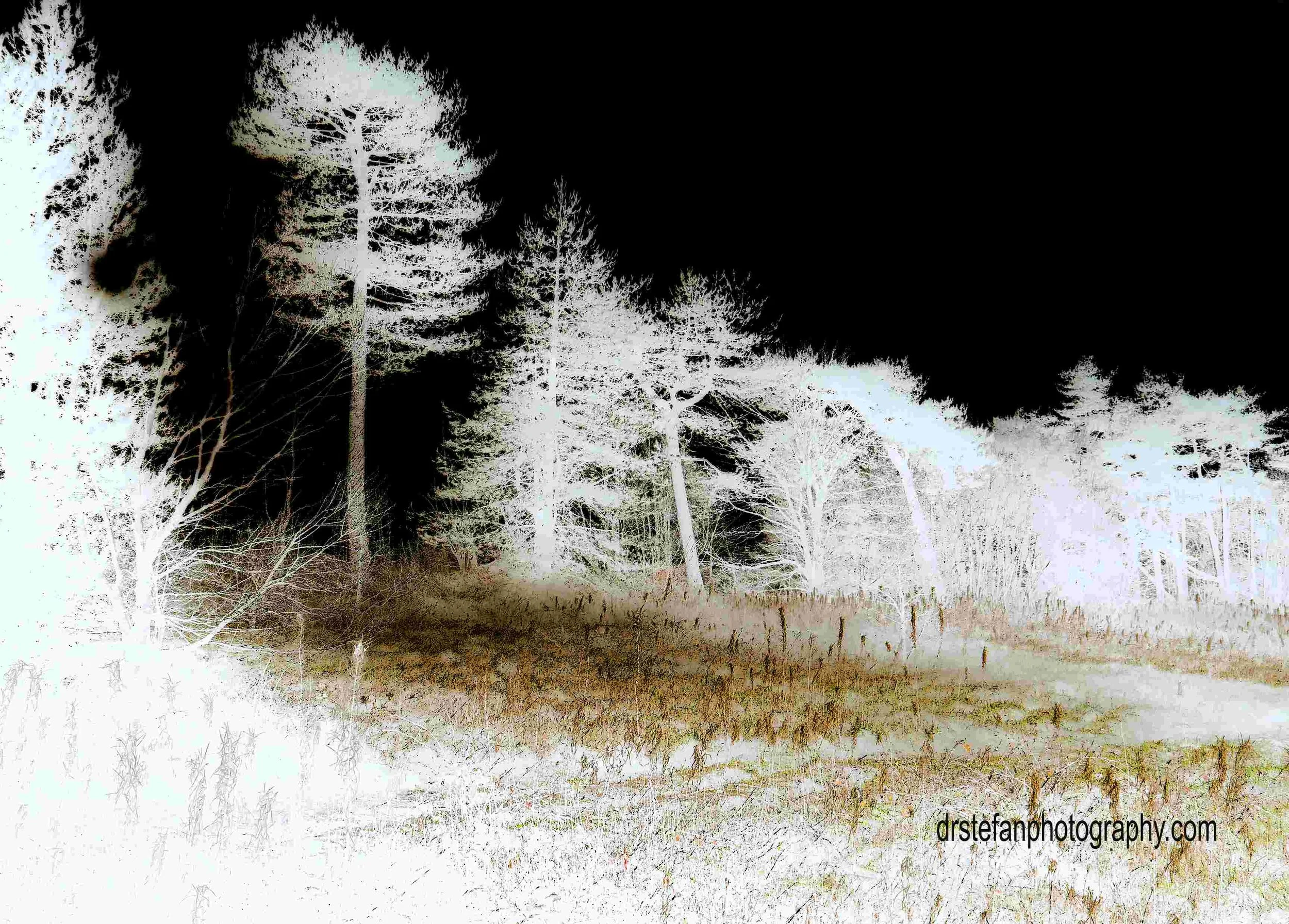 Winter treeline - inverted hue