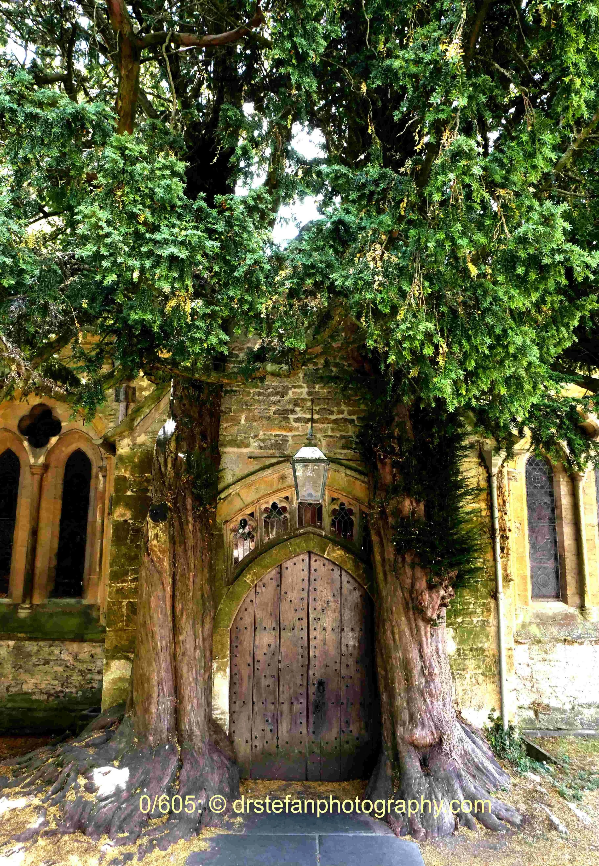 Tolkien's Yew trees, Stow-on-the-Wold