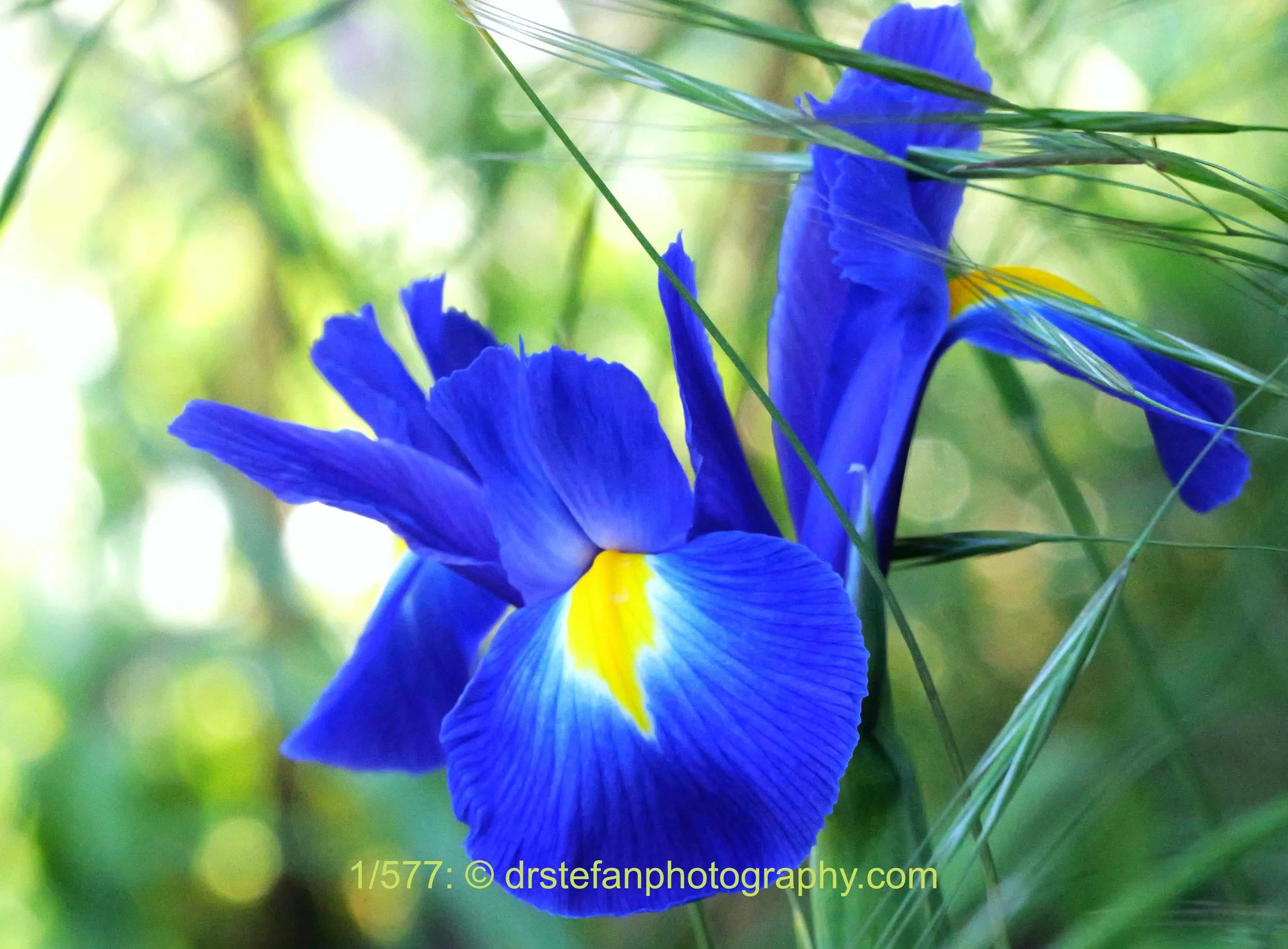 Iris 1/577