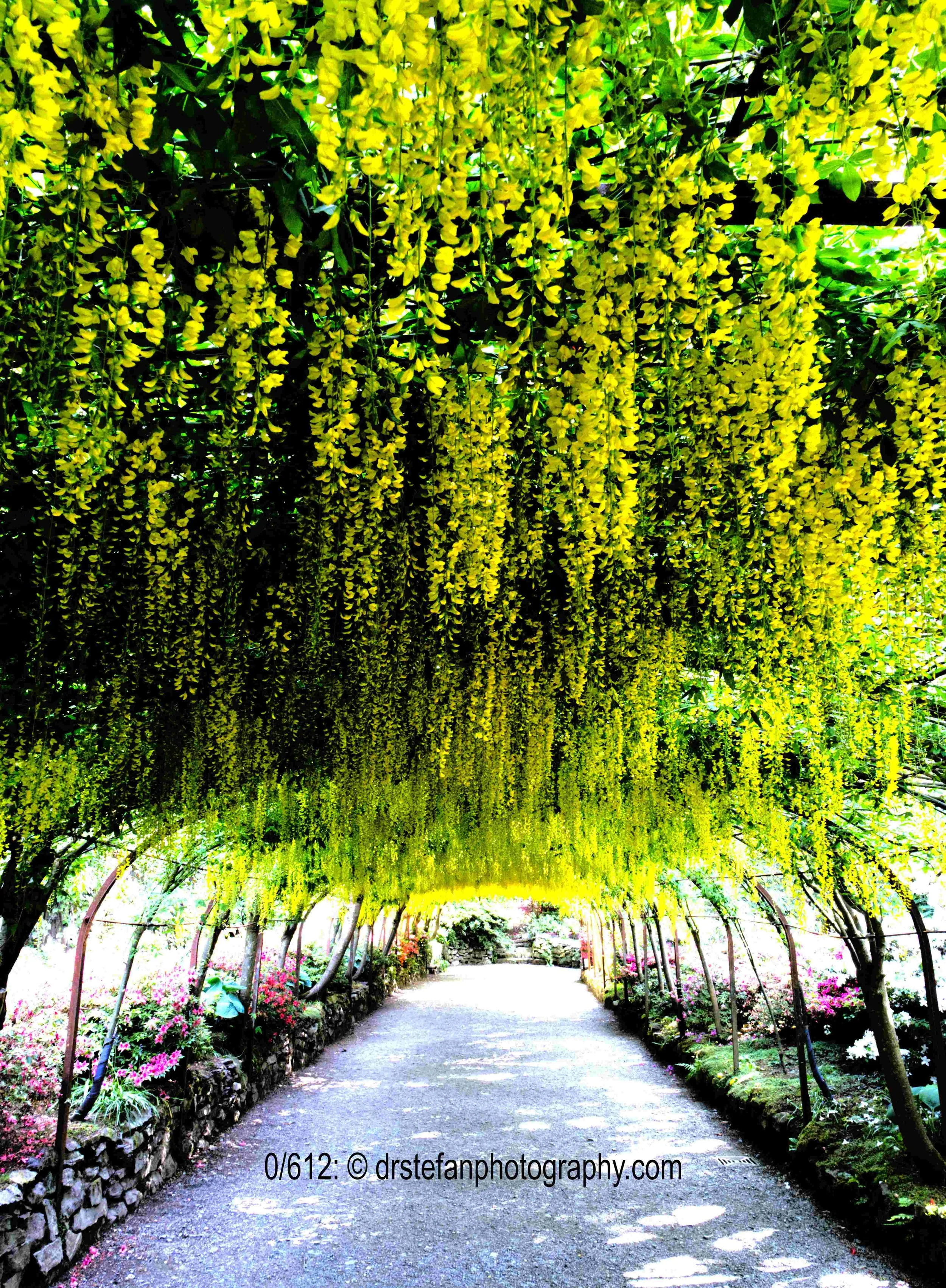 Laburnum arch