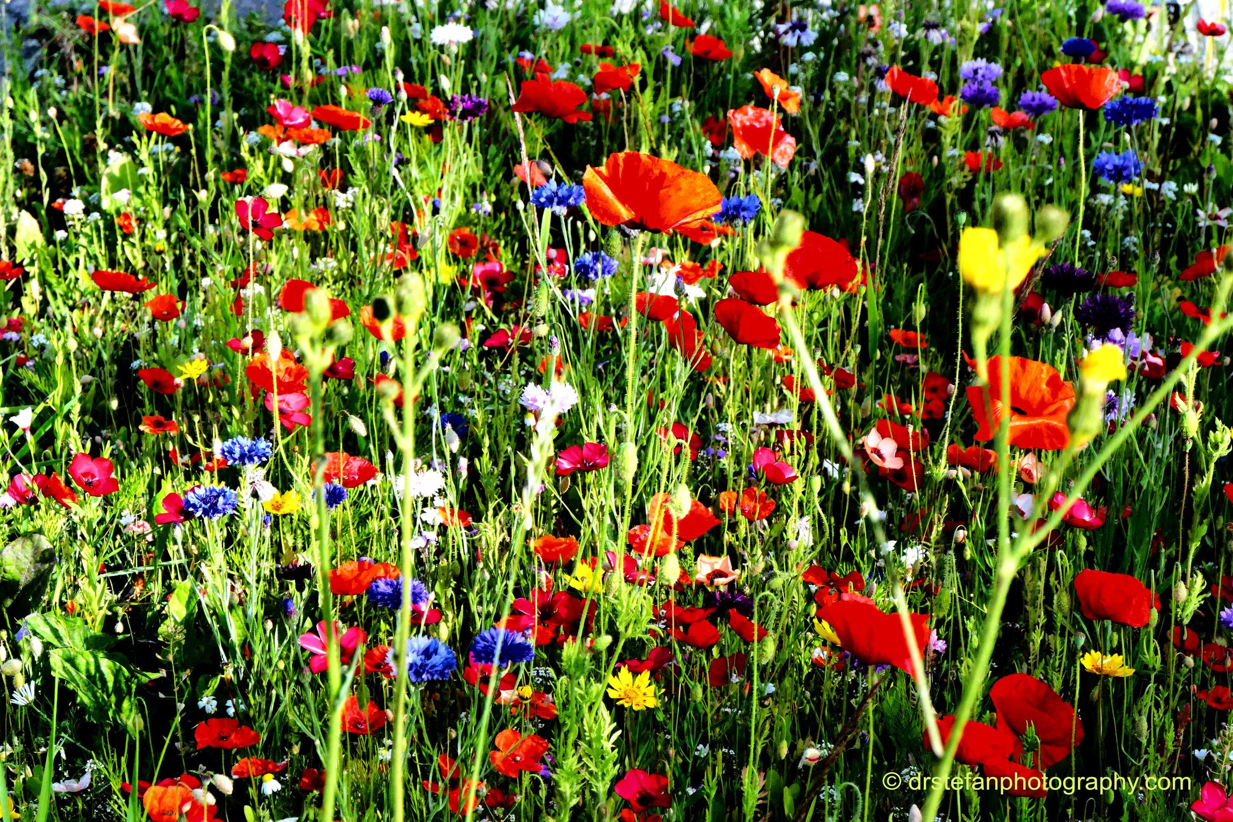 Colours of the meadow