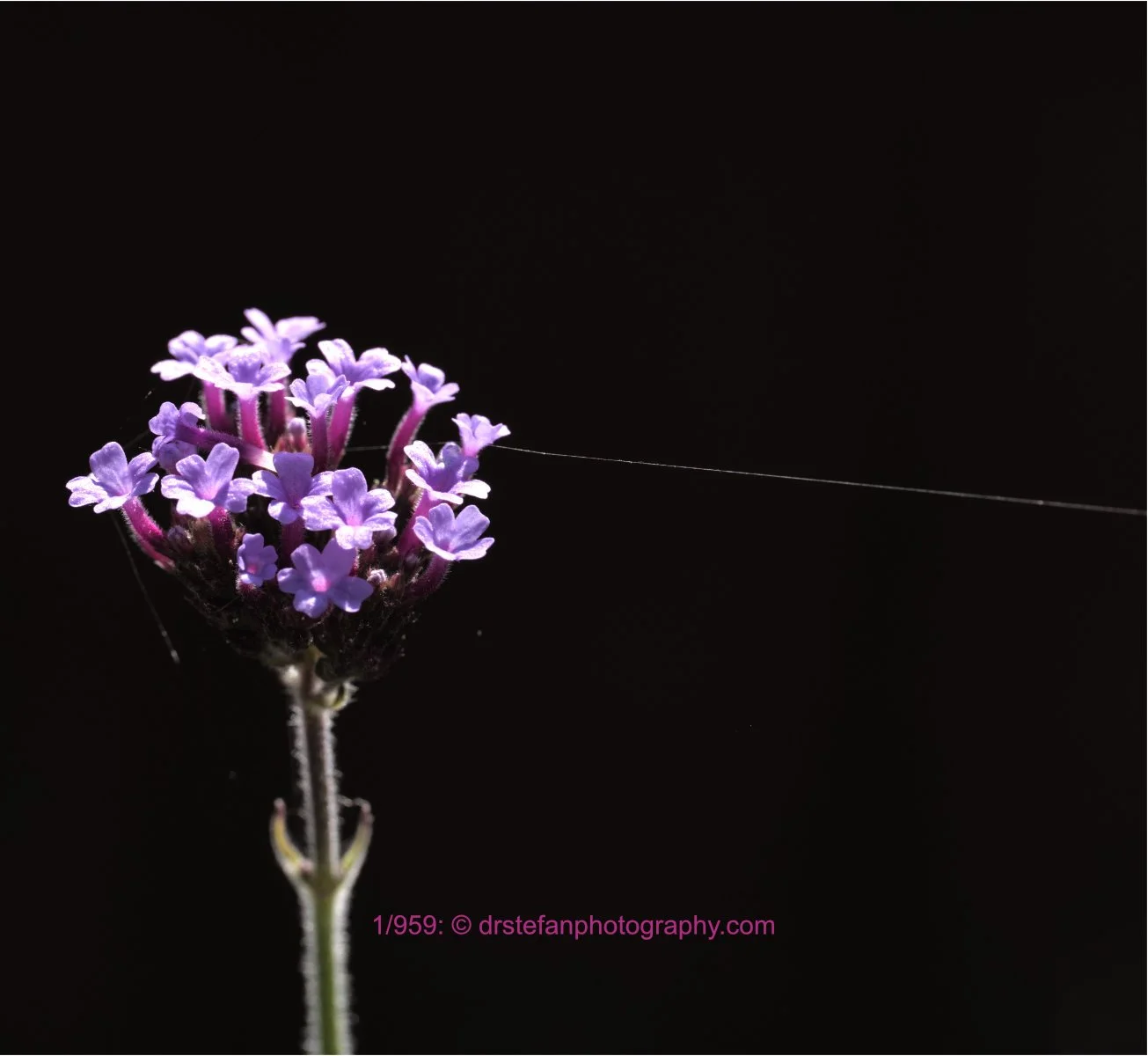 Purple Verbena with silk thread
