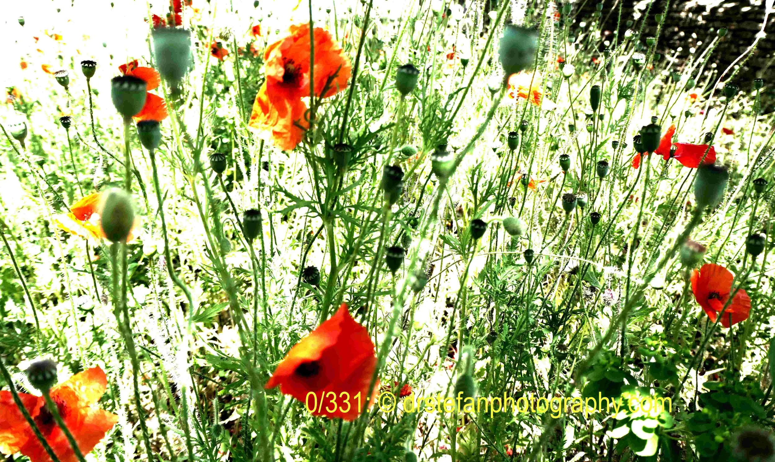 Poppy explosion 0/331