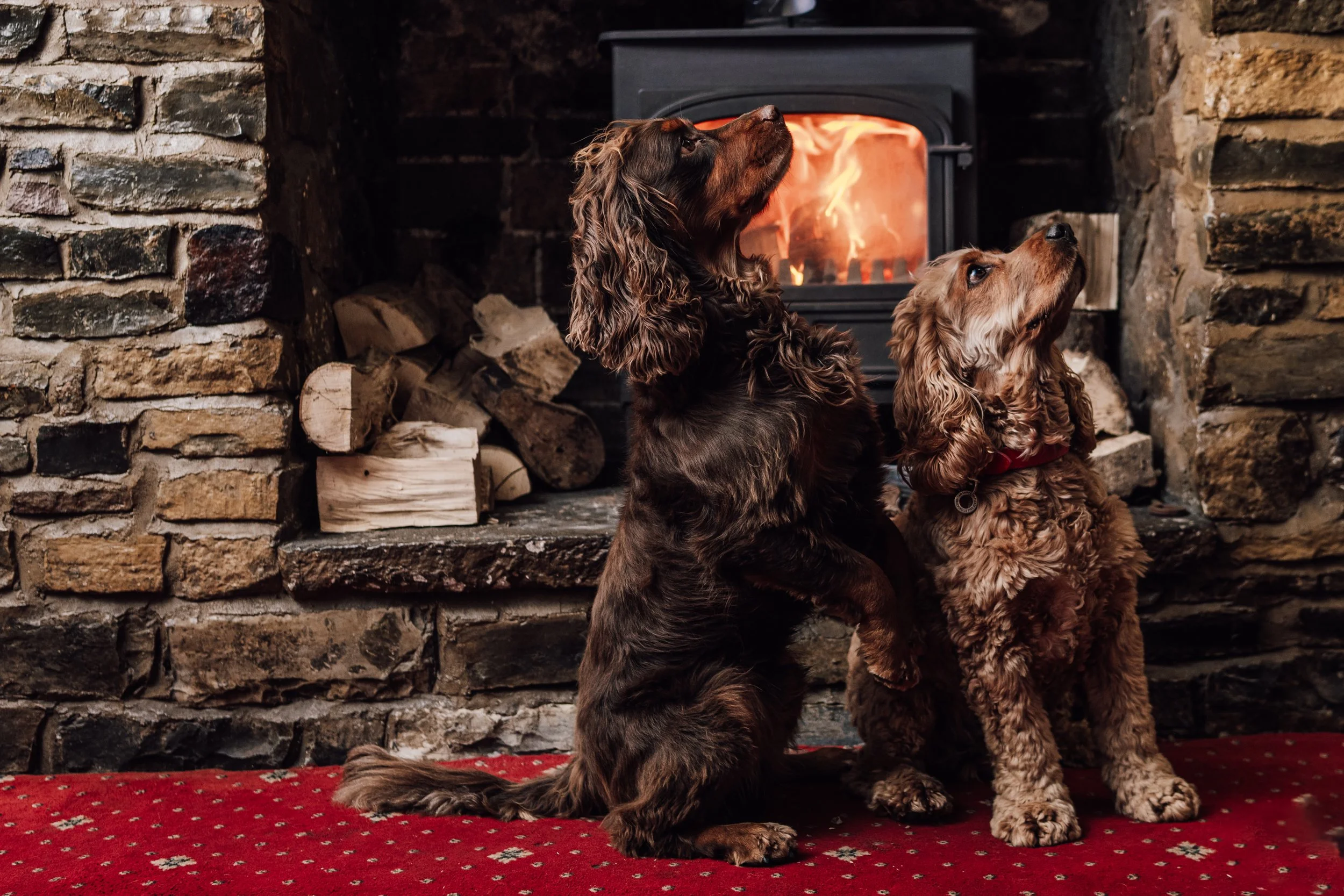 Two dogs, a brown and black English Cocker Spaniel and a brown Cocker Spaniel, sit in front of a fireplace with a fire burning, on a red carpet with a patterned design.