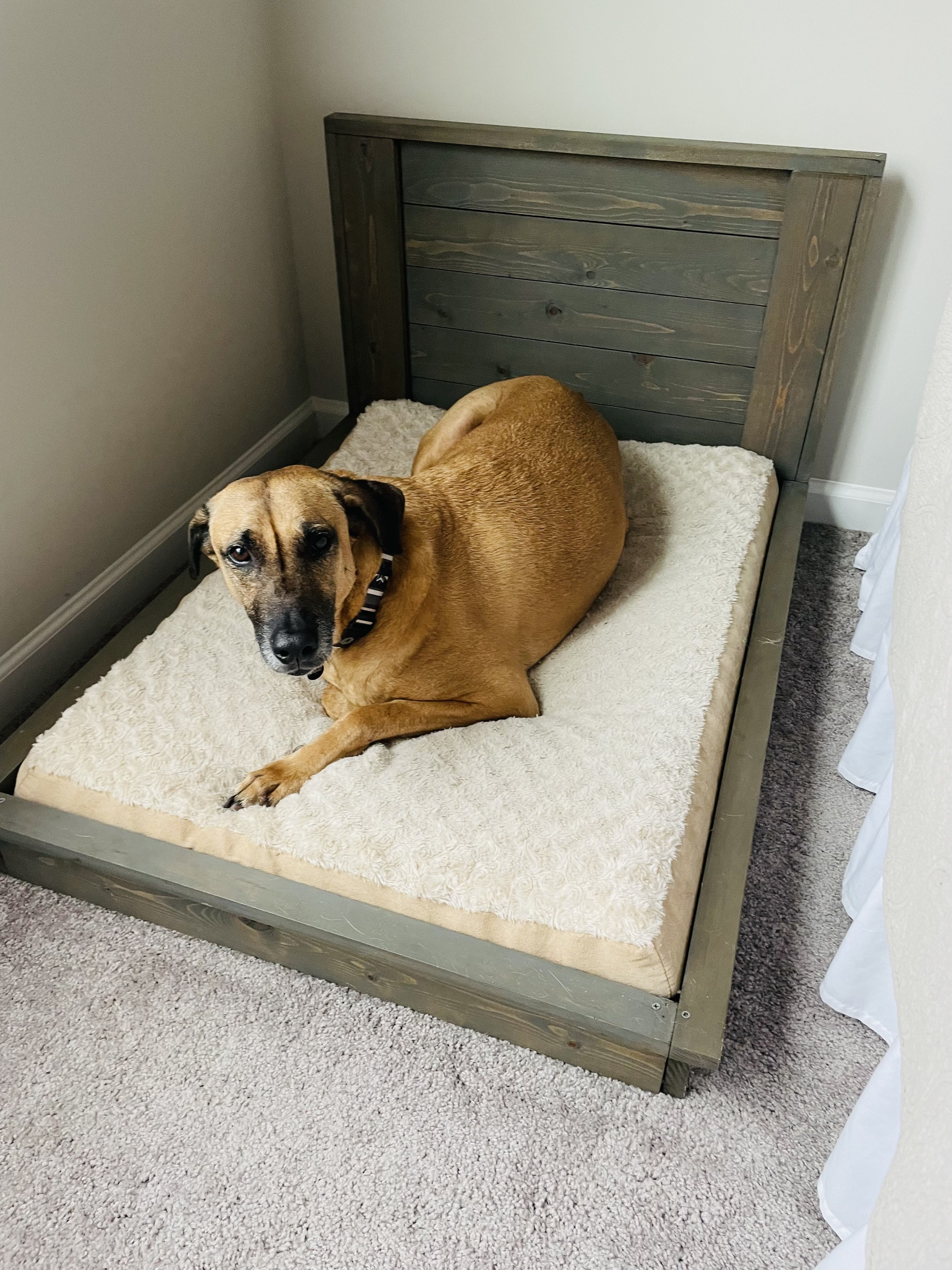 What to expect during an in home euthanasia visit for your pet?