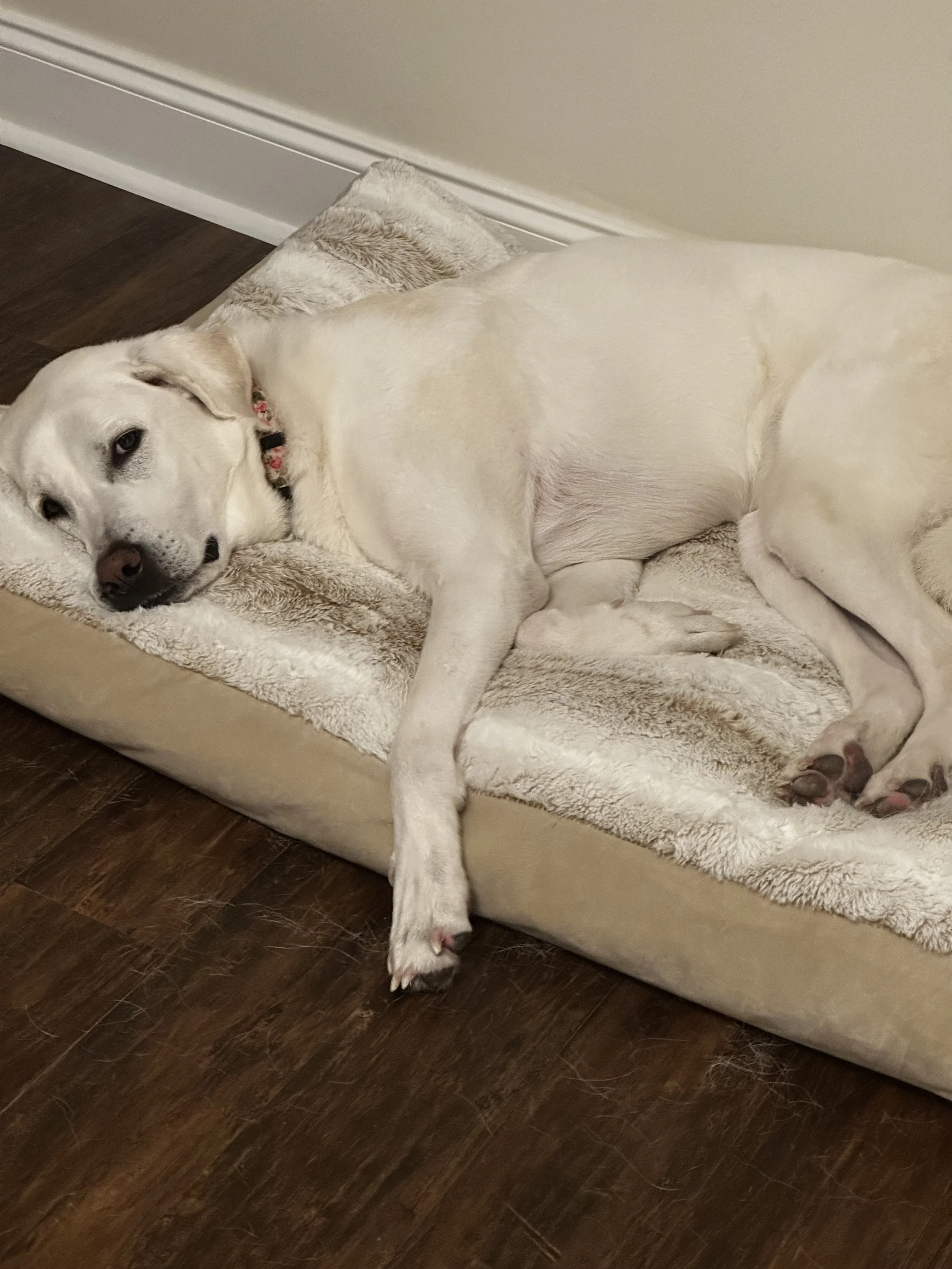 In-Home Euthanasia for Large Dogs: What Families Need to Know