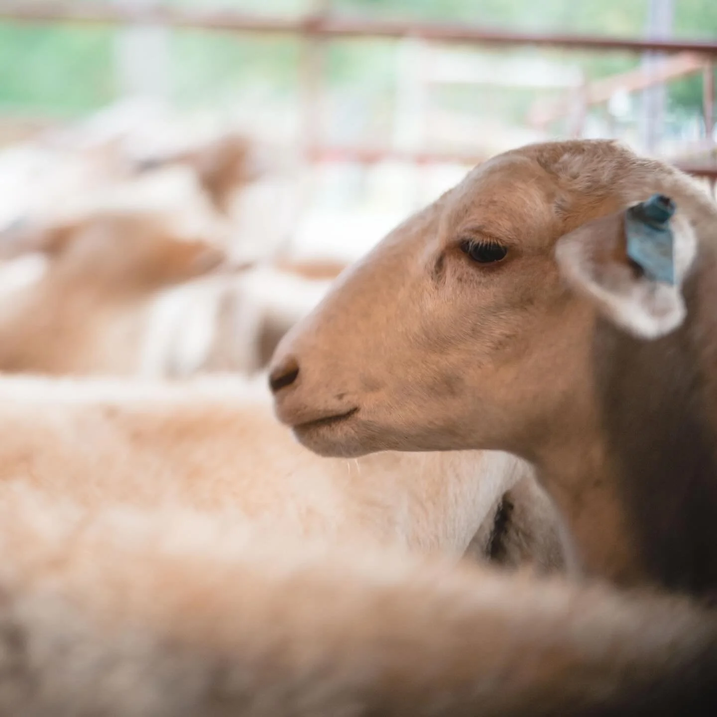 Why “Shepherd’s Heart?” 
•
The role of a shepherd is quite simple on paper: they protect the sheep, feed the sheep, give them fresh water, and tend to their wounds. No matter how big or small the flock is, they must care for th