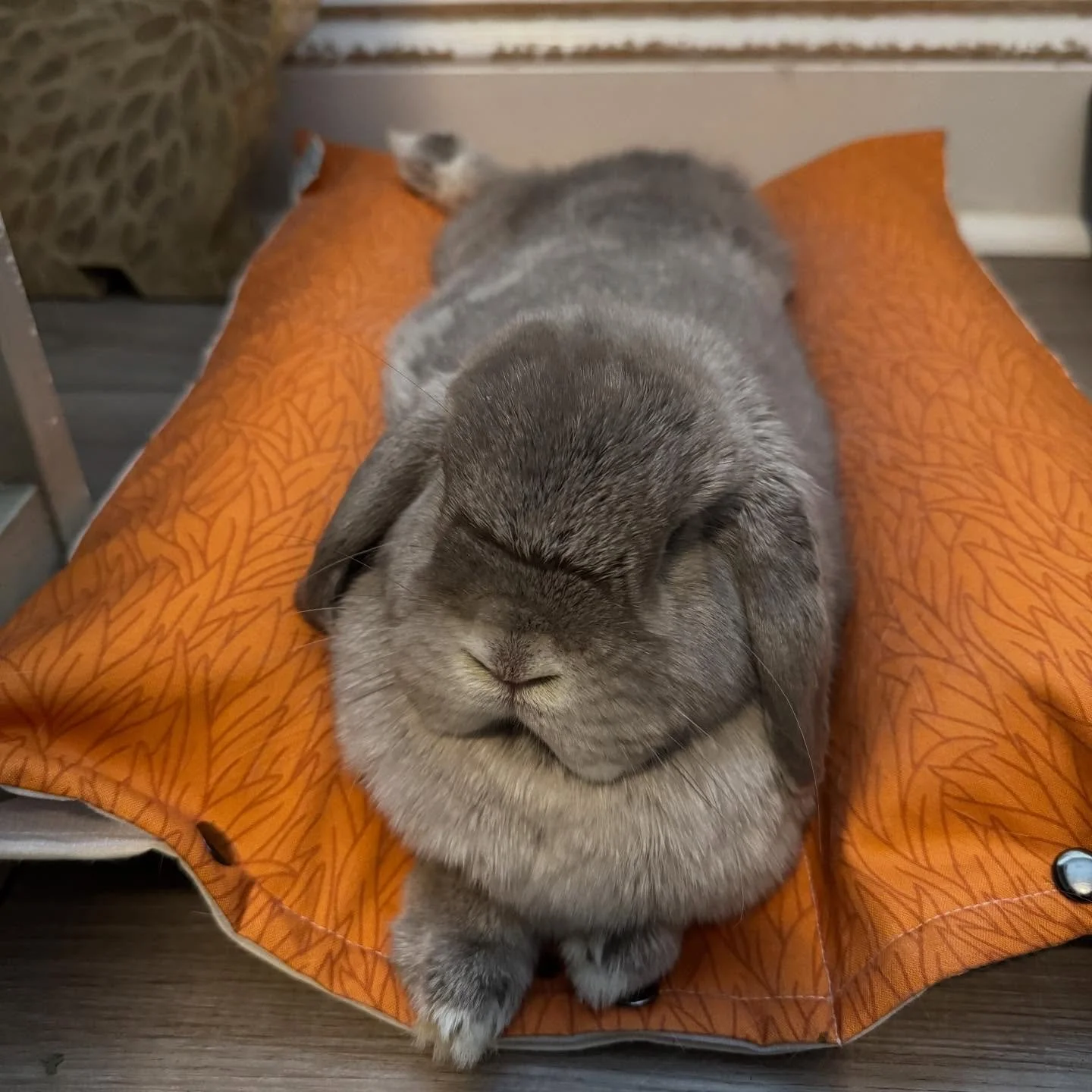 The number one reason to use a mobile vet: LESS STRESS! It can be a lot to get an animal into a car, drive them through Atlanta traffic, and then bring them into a hospital with other stressed out animals. All of those things can take what should be 