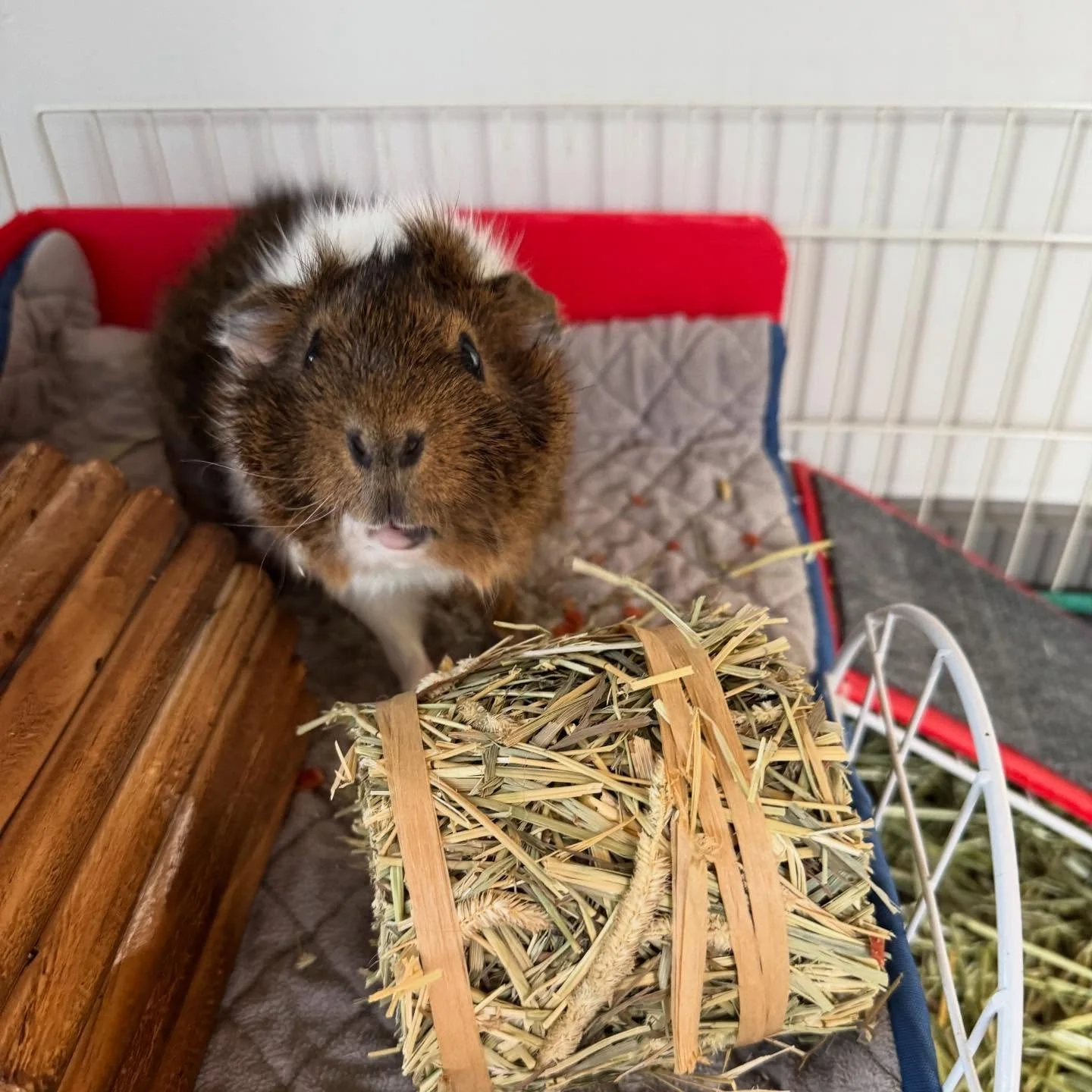 What type of hay should you use? There are so many different kinds of hay out there that it can be difficult to know which one is best for your pet. Do I get timothy or orchard grass? Do I get a first cut or second cut? What brand is the best? Do I e