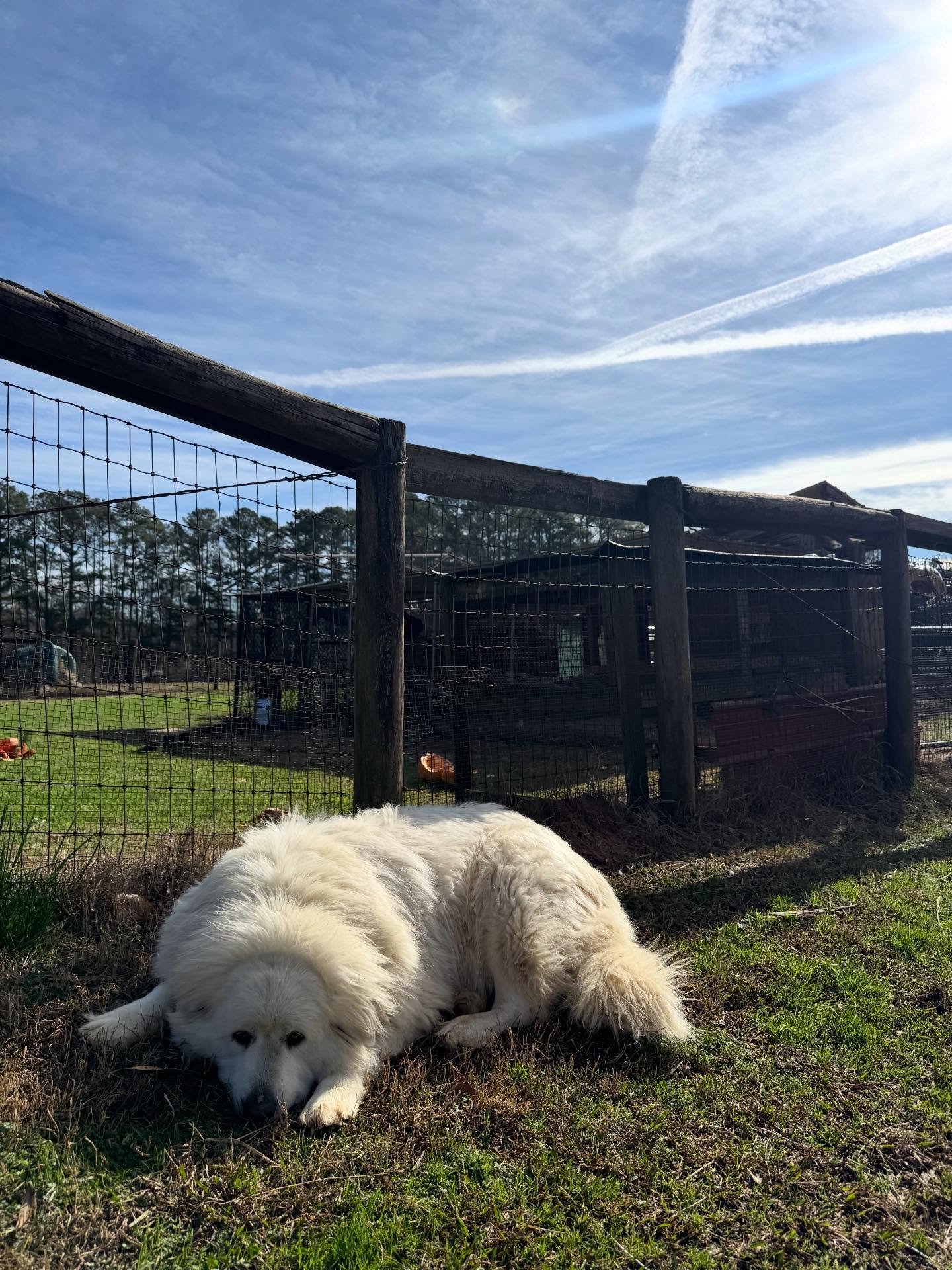 Calm, curious, and crazy! No matter the personality of your animal, Shepherd&rsquo;s Heart provides visits that not only reduce stress, but also allow for care to be tailored to your pet&rsquo;s specific needs. Our appointments give ample time for am