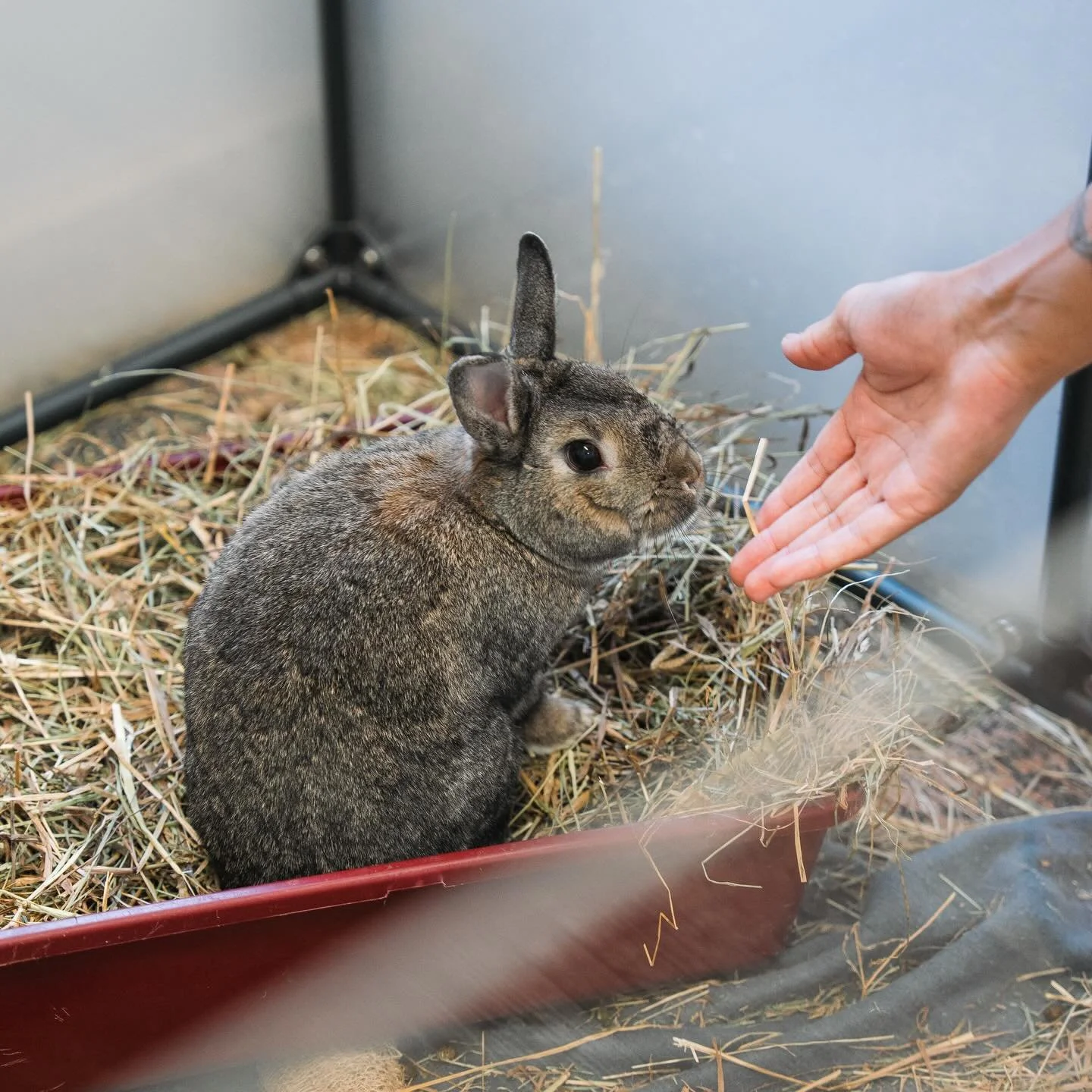Success Story! Marcel had been battling a bad facial abscess for over a year. It had been lanced and drained once before by another vet, but it kept coming back. That is when Dr. Scales and Shepherd&rsquo;s Heart stepped in. The abscess extended deep