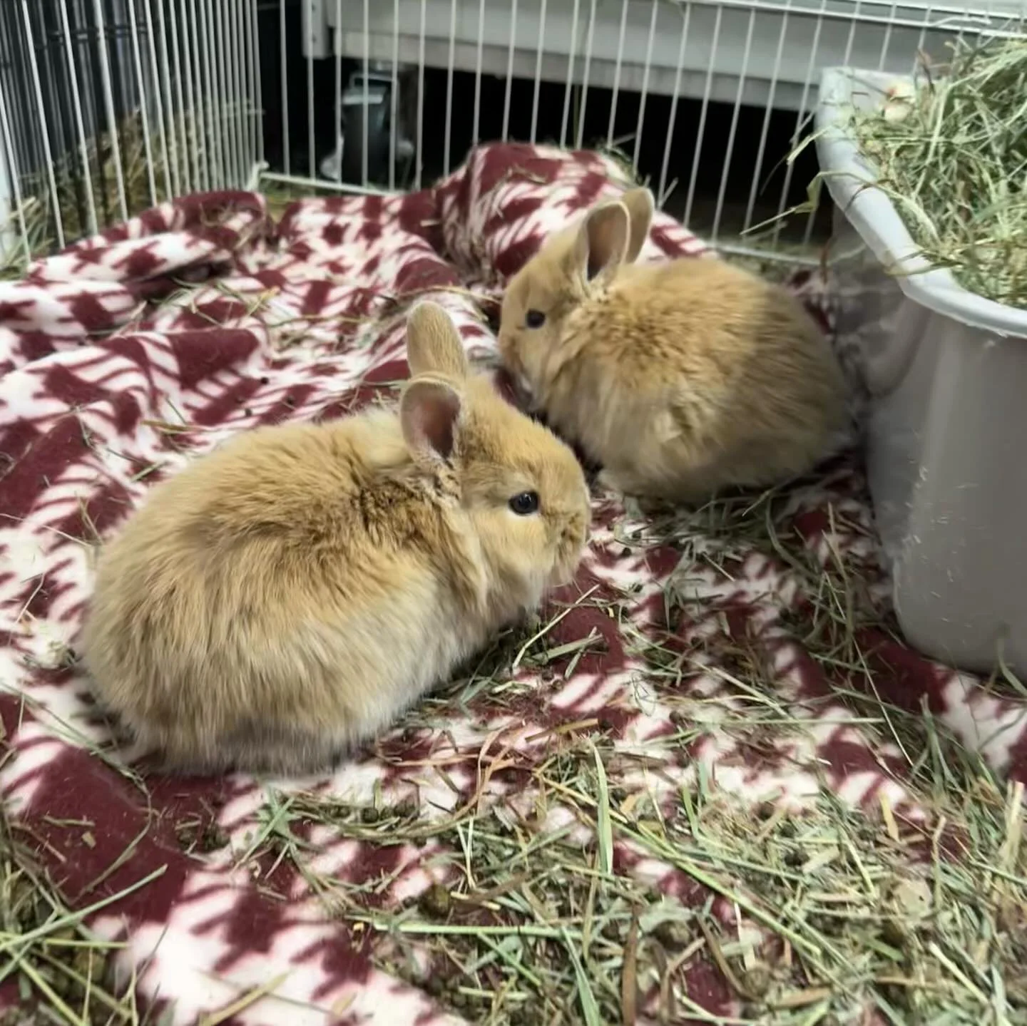 Donut and Munchkin were seen by Dr. Scales at the Georgia House Rabbit Society for their first physical exam and to get their RHDV2 vaccine first dose! We are happy to say they are happy, healthy, and growing bigger every day! 
&bull;
Vaccination is 