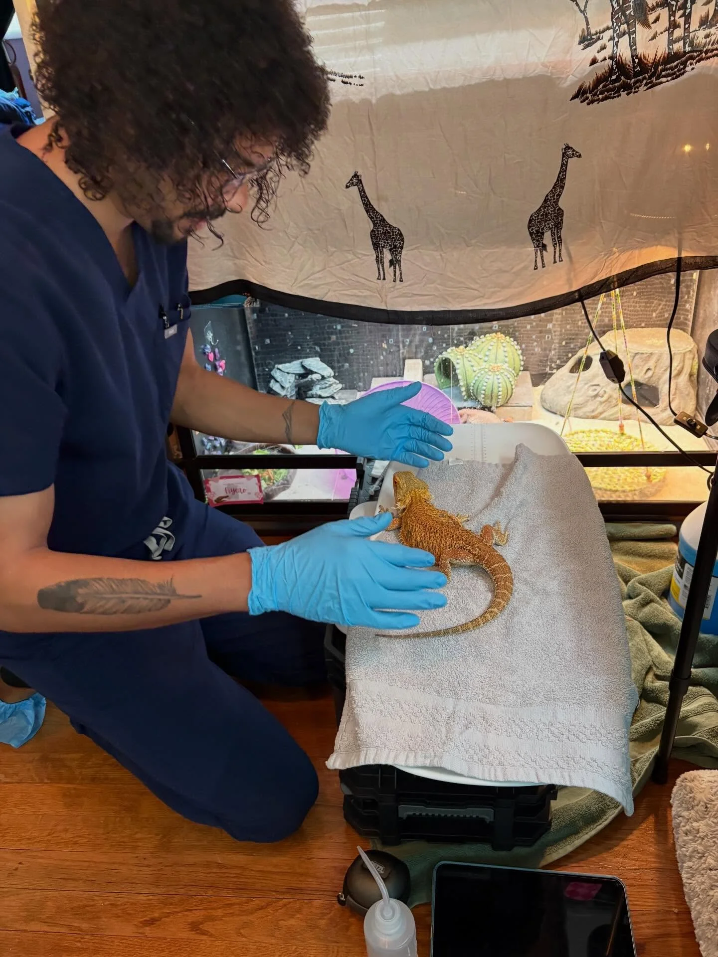 This is Little Foot! She is a bearded dragon that has been having some loose stools and was getting checked out by Dr. Scales. We are happy to report there is nothing serious and she is on the way to recovery! She is with @gharescue and will be ready