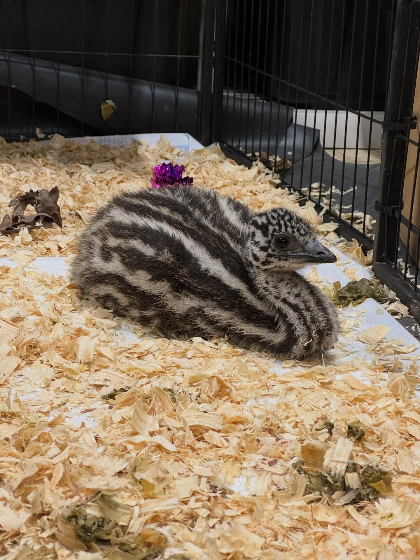 Backyard poultry are becoming more popular by the day, but with the threat of avian influenza in the U.S. most vet clinics won&rsquo;t see them anymore. Thankfully, Dr. Scales with Shepherd&rsquo;s Heart Veterinary Services will come to you! Whether 