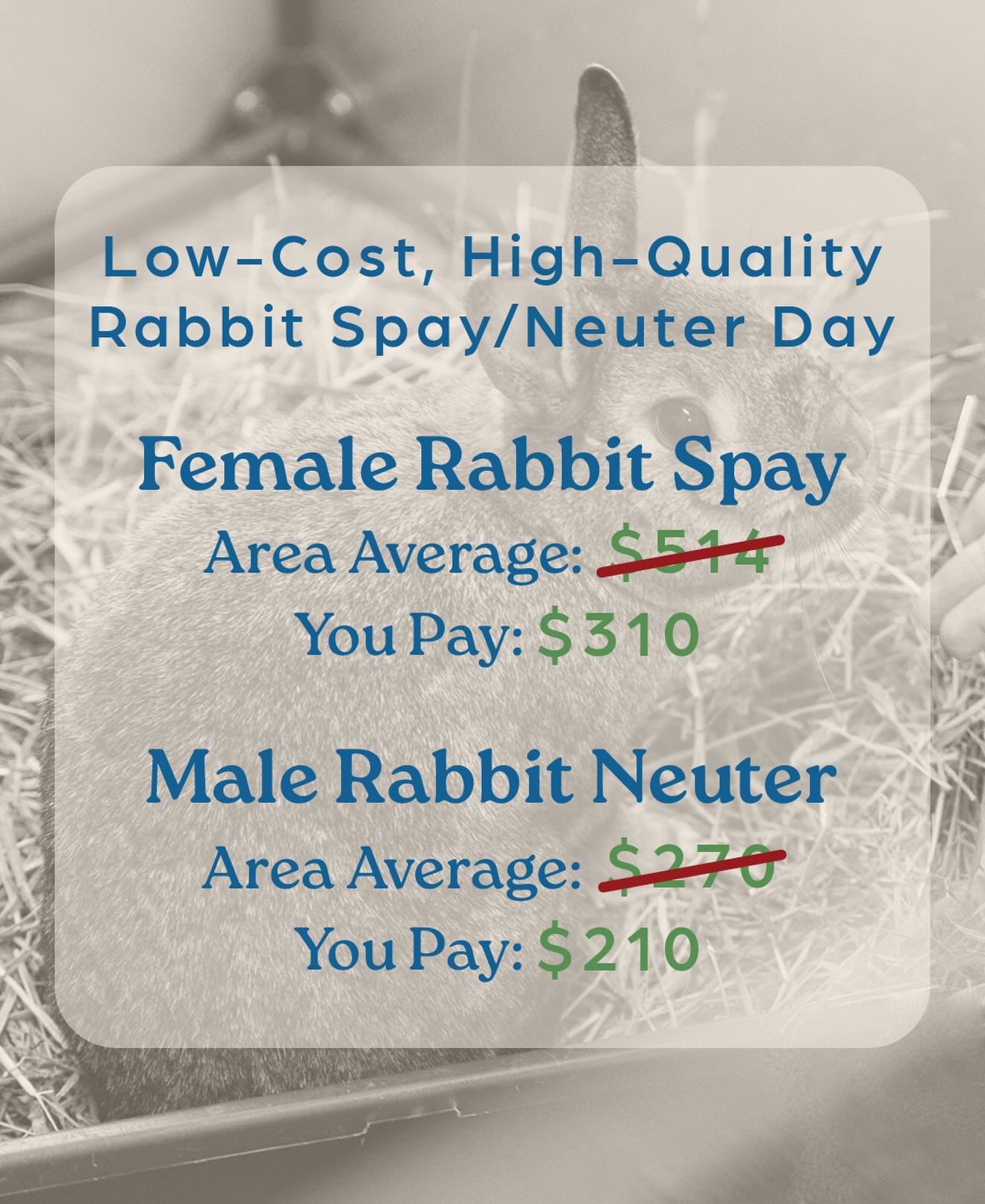 Shepherd&rsquo;s Heart is proud to announce our newest service: Low-Cost, High-Quality Rabbit Spay/Neuter! Spaying and neutering is a commonplace surgery in dog and cat medicine and there are numerous low-cost surgeries offered to pet owners. With th
