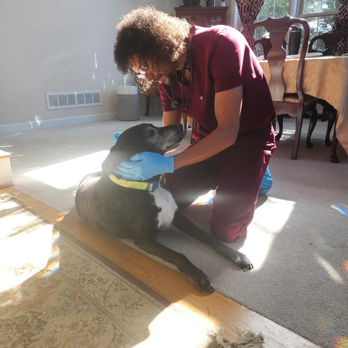 As an animal gets older, it becomes increasingly more difficult to get them to the vet. Thankfully with Shepherd&rsquo;s Heart, we will come to you! From vaccines to senior bloodwork to hospice care, we can do all of these crucial services in the com
