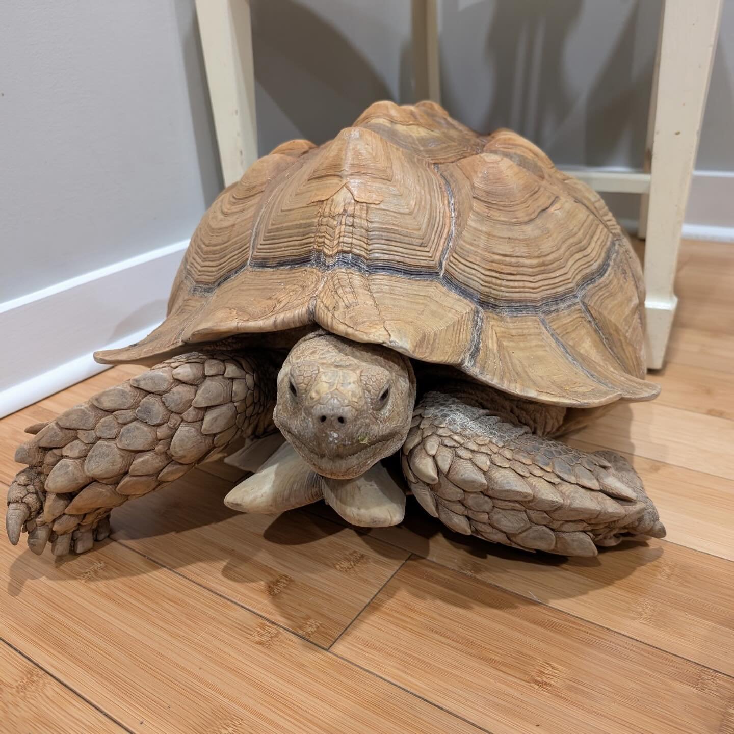 Meet Roos! Roos is a 70 pound sulcata tortoise that is owned by @yellowriverwildlife. Roos&rsquo; shell was over grown and it was covering up his cloaca (coming opening for urine and feces), so feces would get stuck every time he went to the bathroom