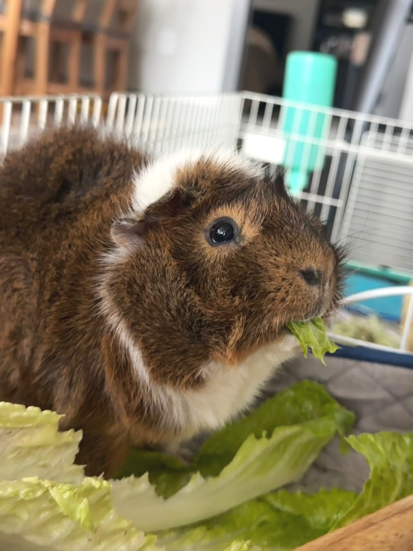 A guinea pig with brown and white fur eating lettuce in a cage.