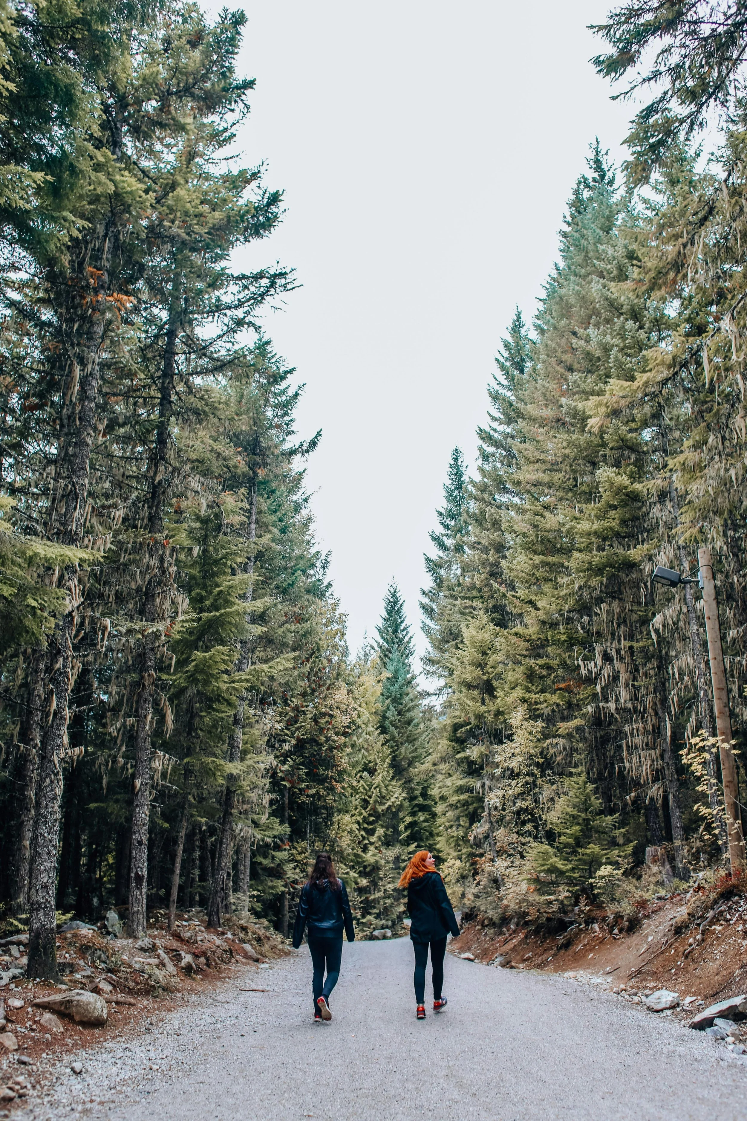 During a Walk & Talk Therapy session, two women walk side-by-side and process along a trail surrounded by pine trees.
