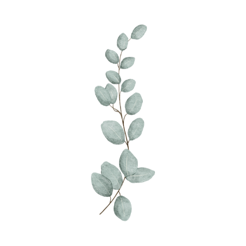 A single upright eucalyptus branch with multiple pale green leaves as a decorative accent on therapy website.