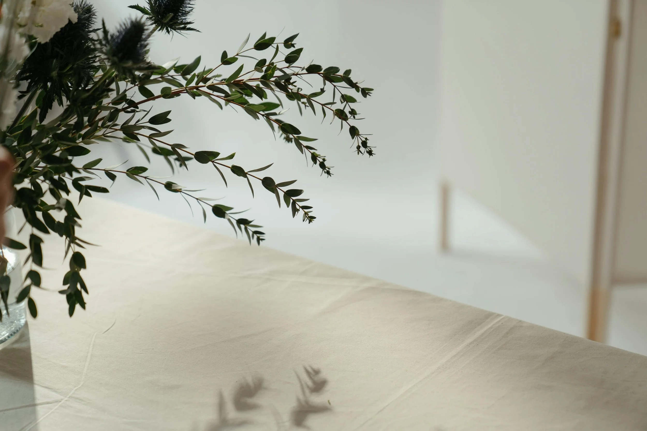 Plant on table in light colored room.