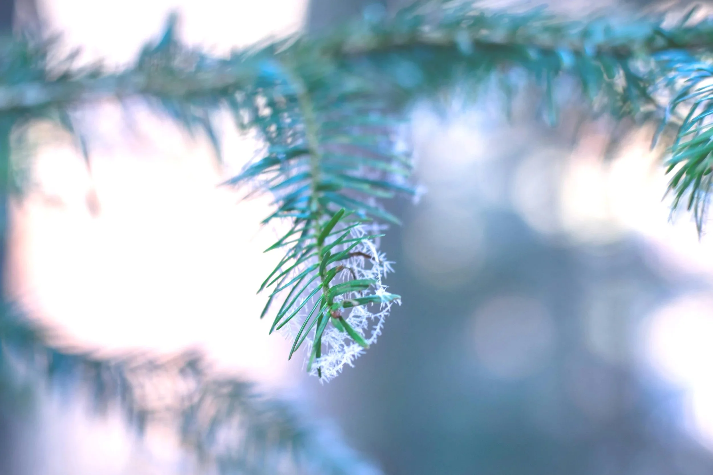 Close-up of green pine tree branch with frost or snow, blurred background with soft light.