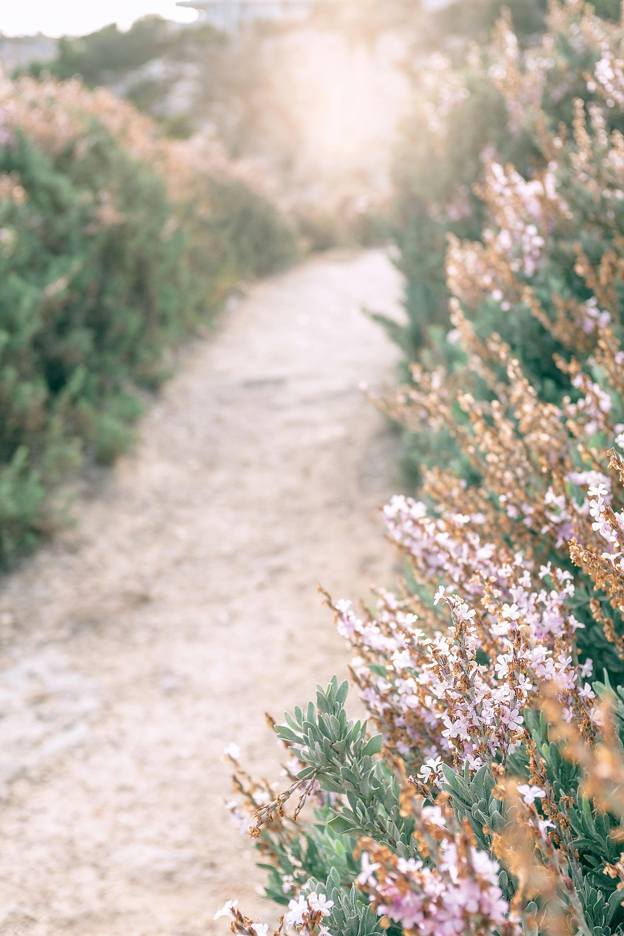 Sunlight in distance with pink, gold and green shrubbery-lined trail.