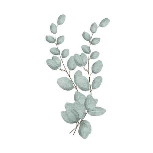 A double upright eucalyptus branch with multiple pale green leaves as a decorative accent on therapy website.