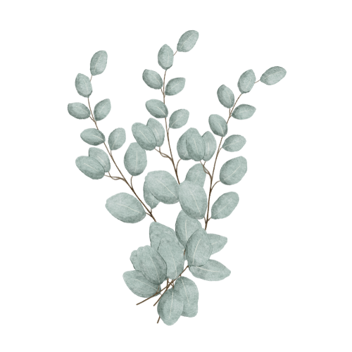 A triple upright eucalyptus branch with multiple pale green leaves as a decorative accent on therapy website.