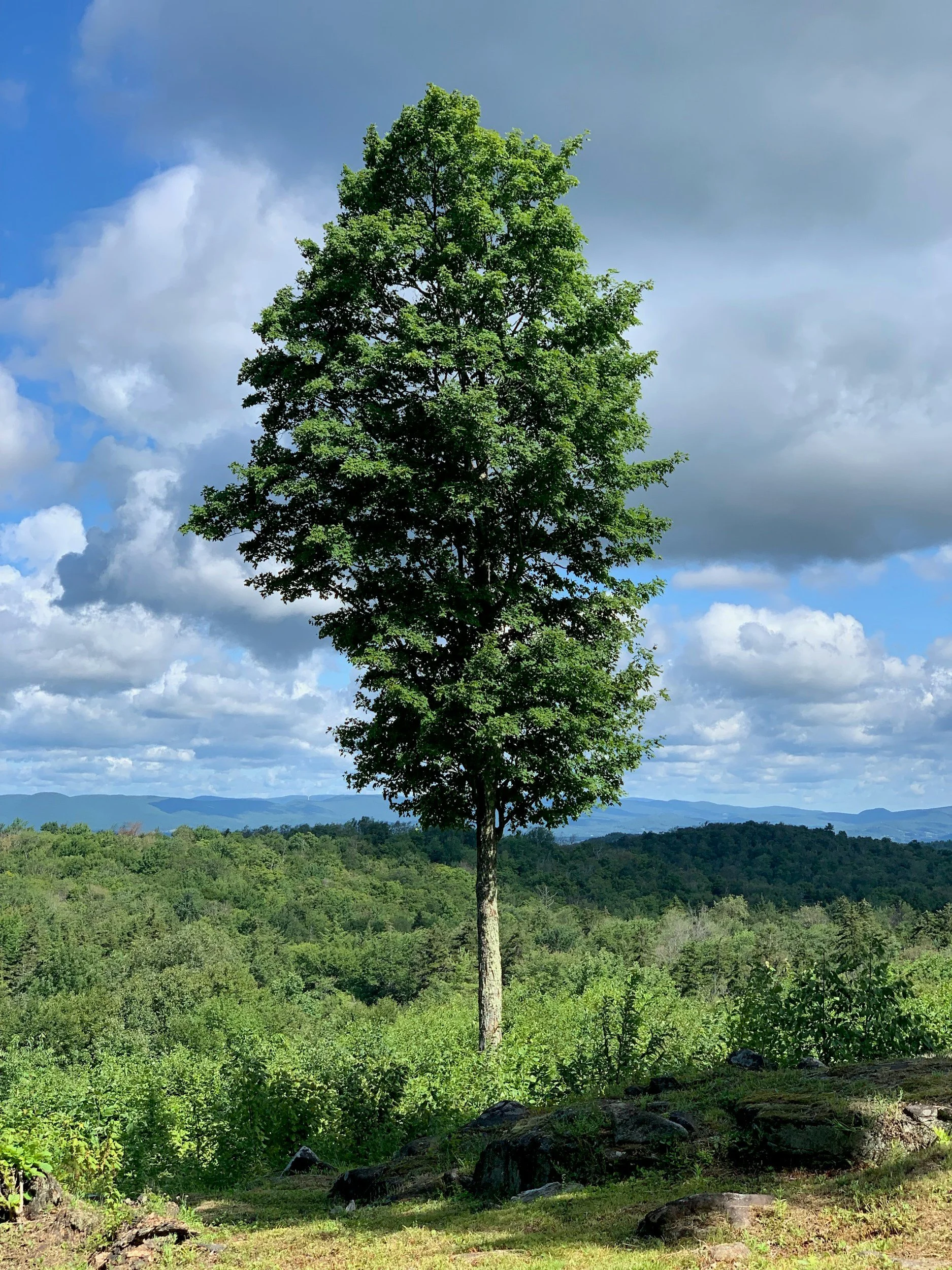 A solitary tree with a straight trunk and lush green leaves stands in a scenic landscape of rolling hills and mountains under a partly cloudy sky.