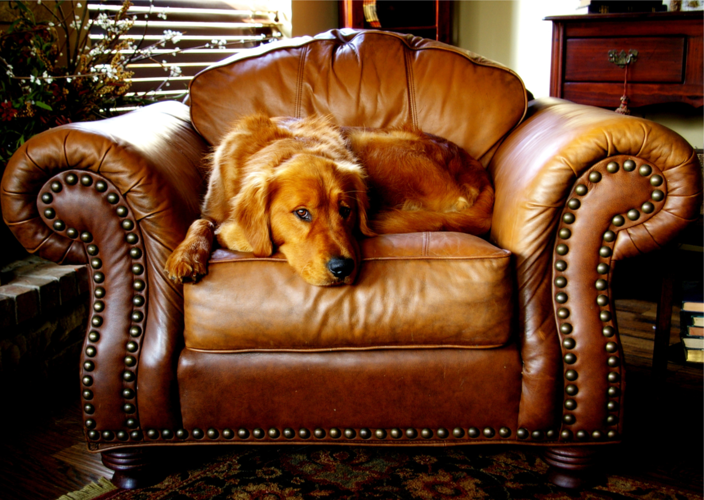 Premium white glove private dog training and luxury obedience coaching for gated communities in Chapel Hill Governors Club and Pittsboro