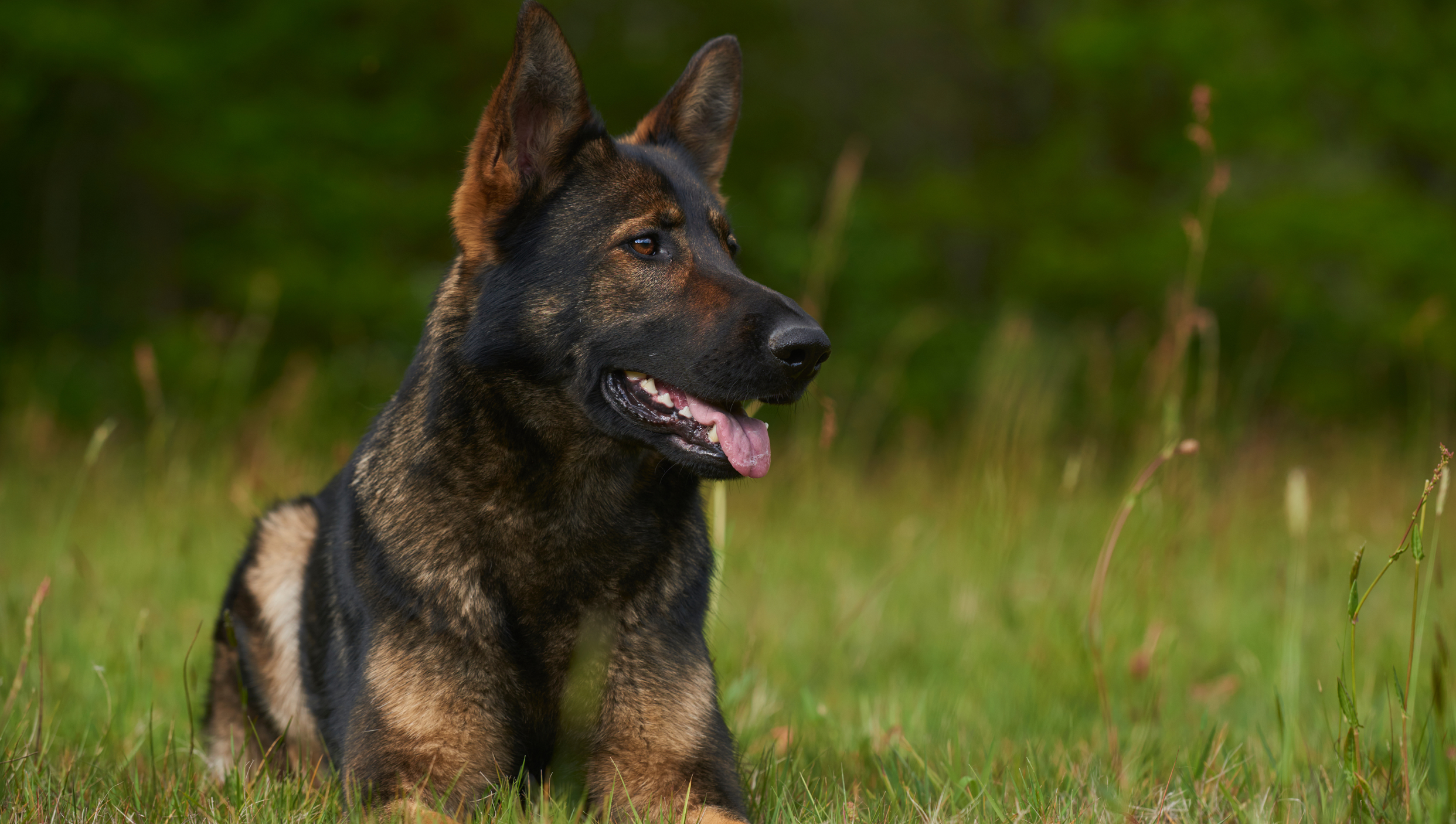 In-Home Dog Obedience Training Winston-Salem NC