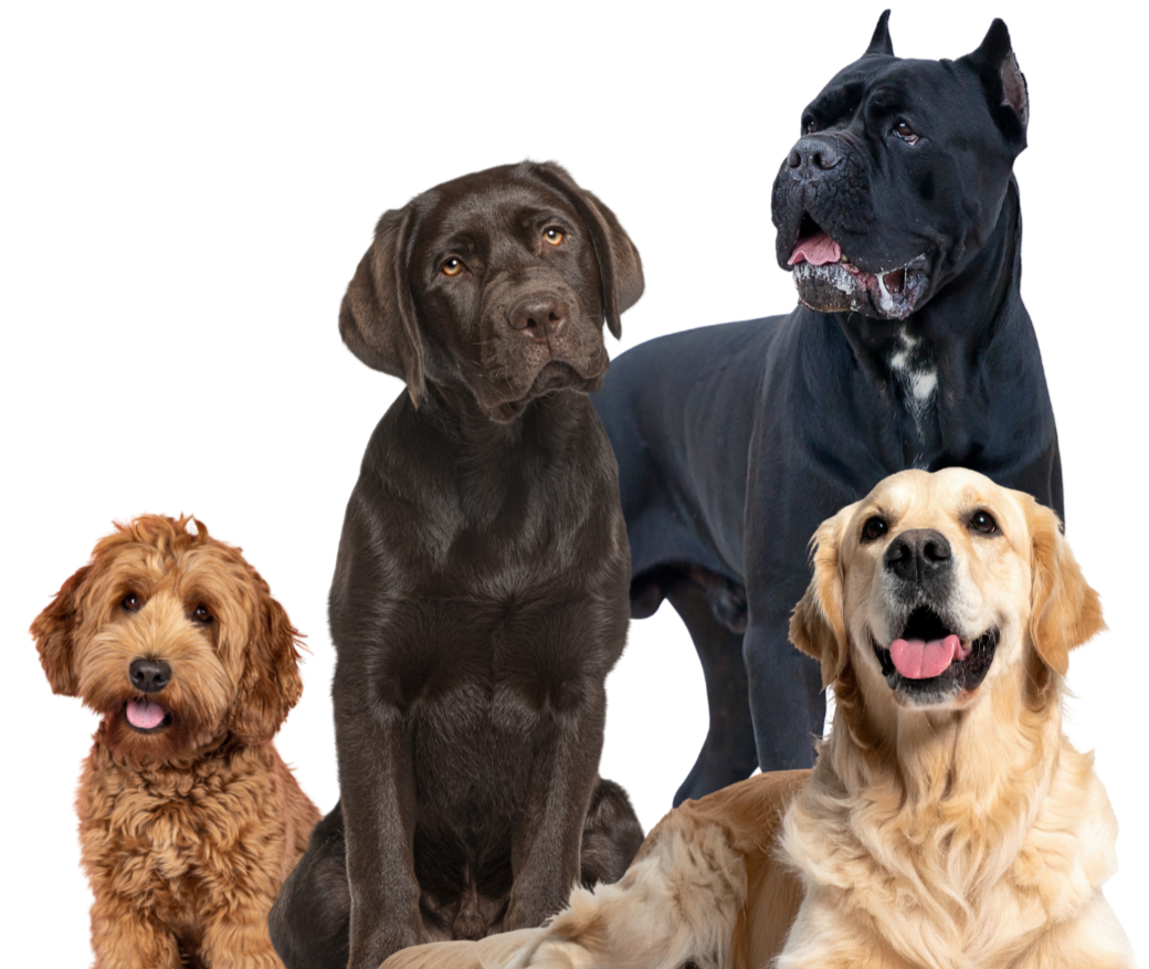 Four dogs of different breeds sitting together against a black background.