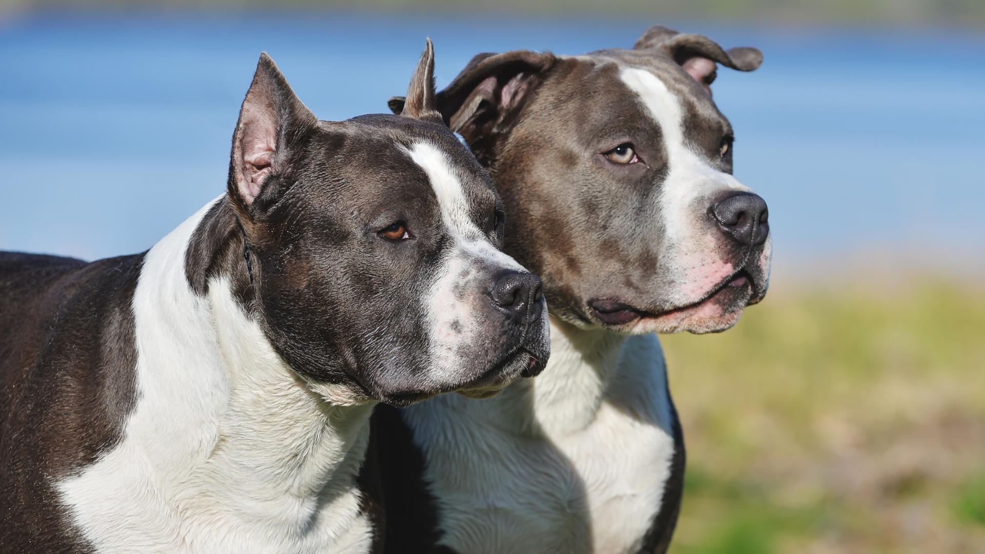 Two dogs, one black and white and the other gray and white, standing outdoors near a body of water, looking into the distance.
