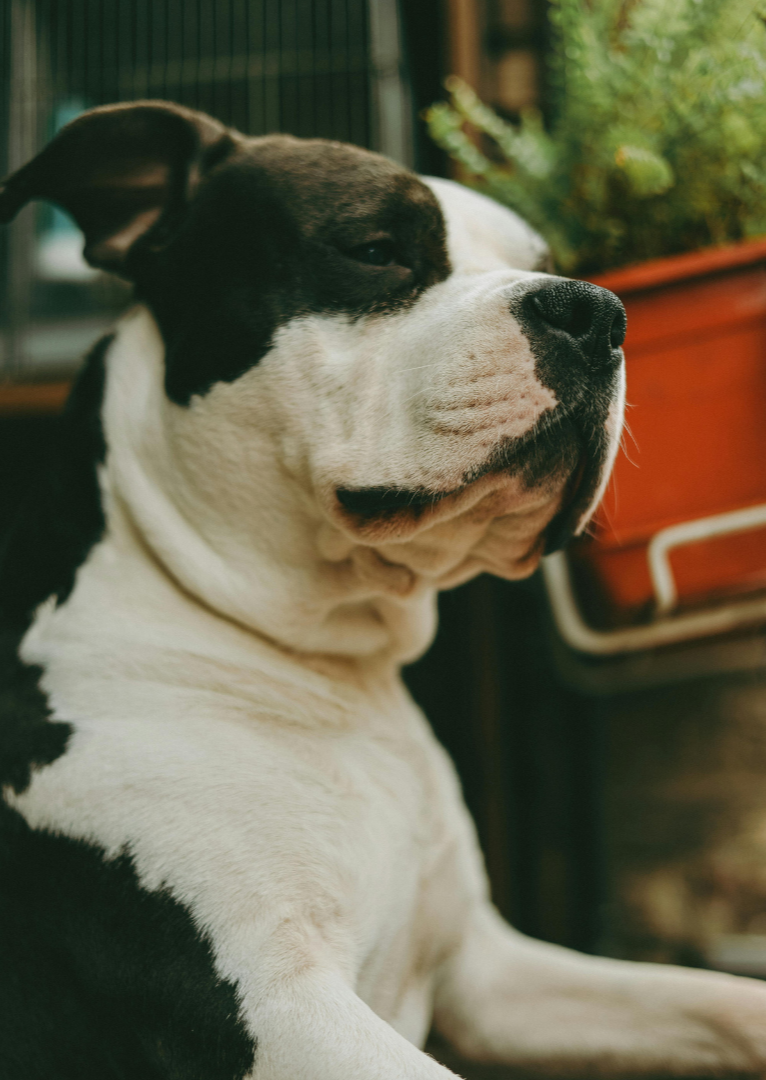 Close-up of a black and white dog with a calm expression, sitting indoors near a potted plant.