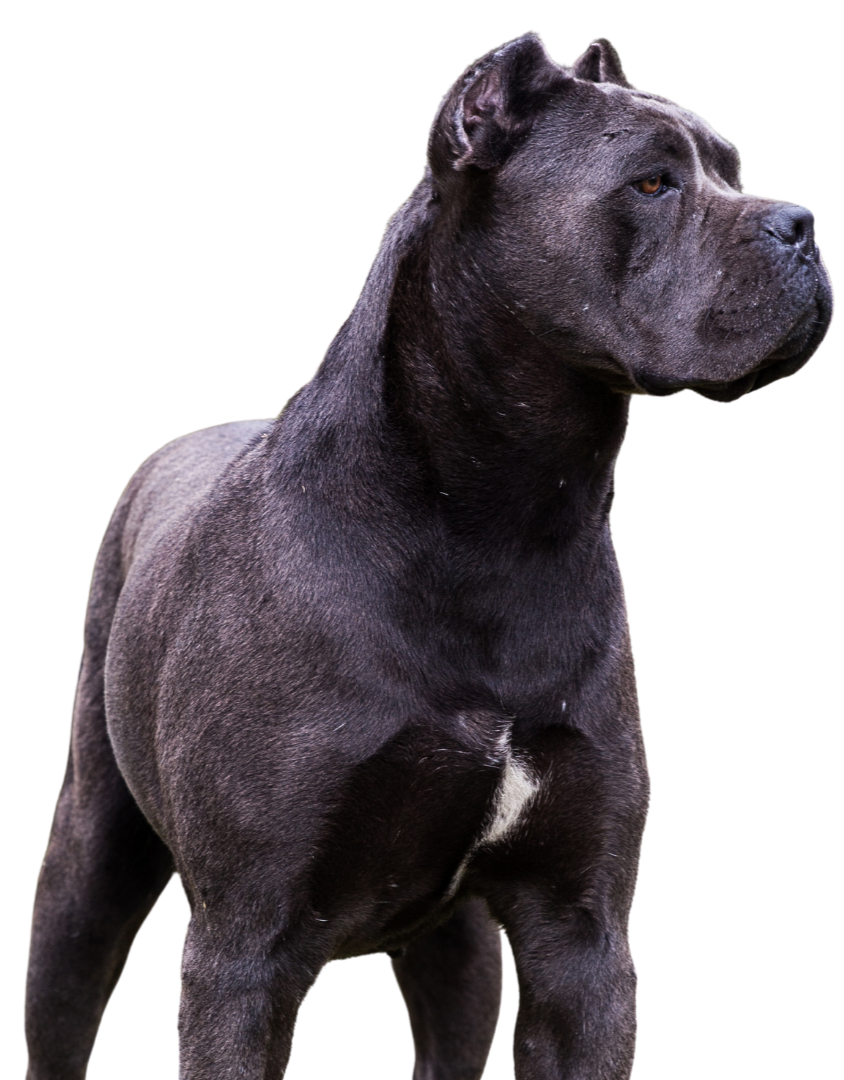 A black Cane Corso dog standing upright with a muscular build, cropped ears, and a serious expression, isolated on a transparent background.