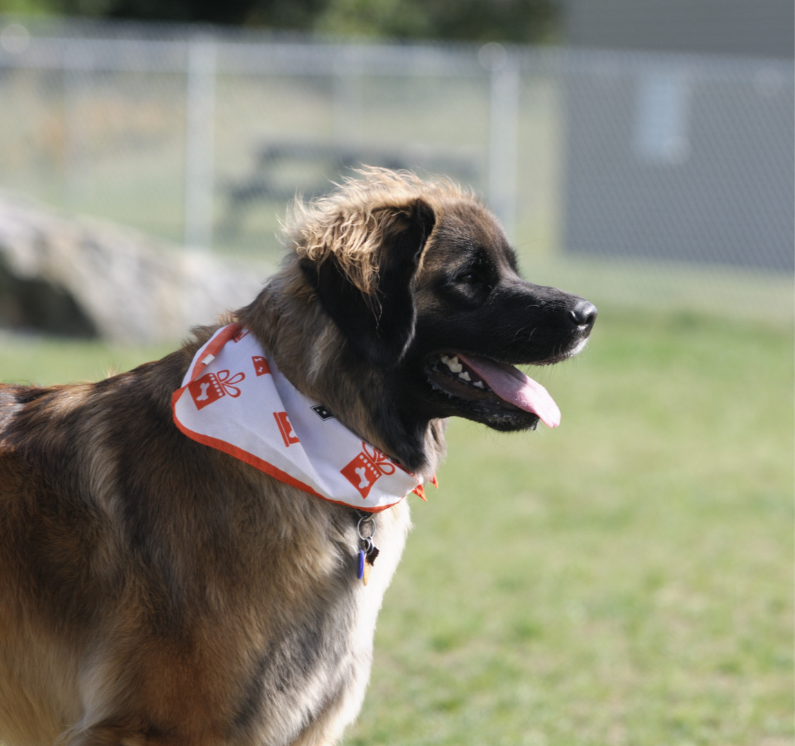 A dog wearing a holiday-themed bandana outdoors on a grassy field.