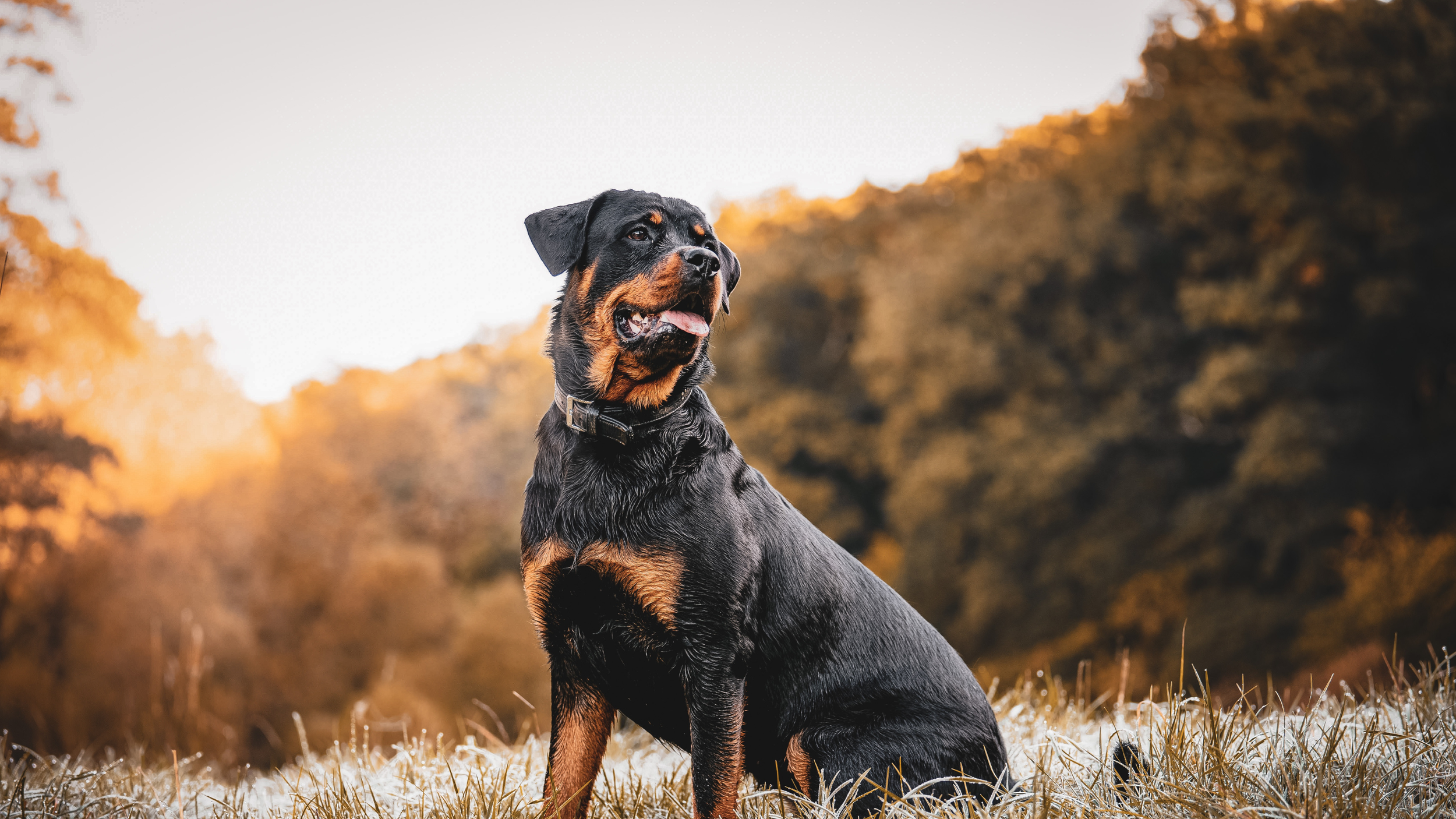 A Rottweiler dog sitting outdoors on grass during sunset with autumn trees in the background.