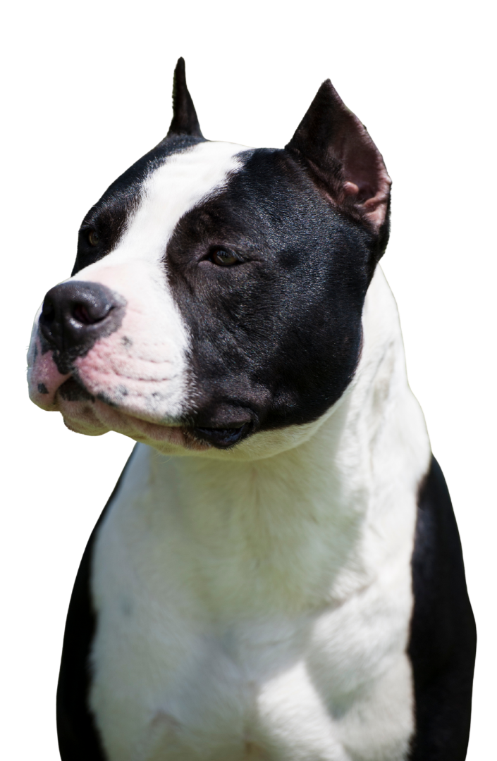 Close-up of a black and white dog with a muscular build, short fur, and a confident expression, isolated on a black background.