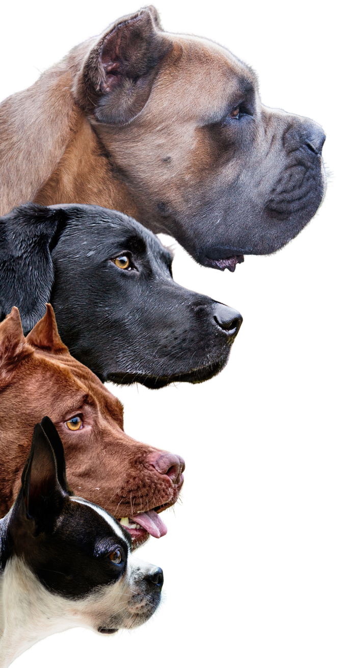 Profile view of five different dog breeds stacked vertically, showing their heads in profile.