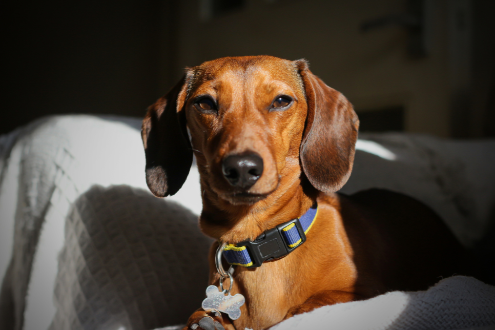 A brown dachshund dog with floppy ears and a black nose, wearing a blue collar with a bone-shaped tag, sitting on a white blanket with sunlight and shadow.