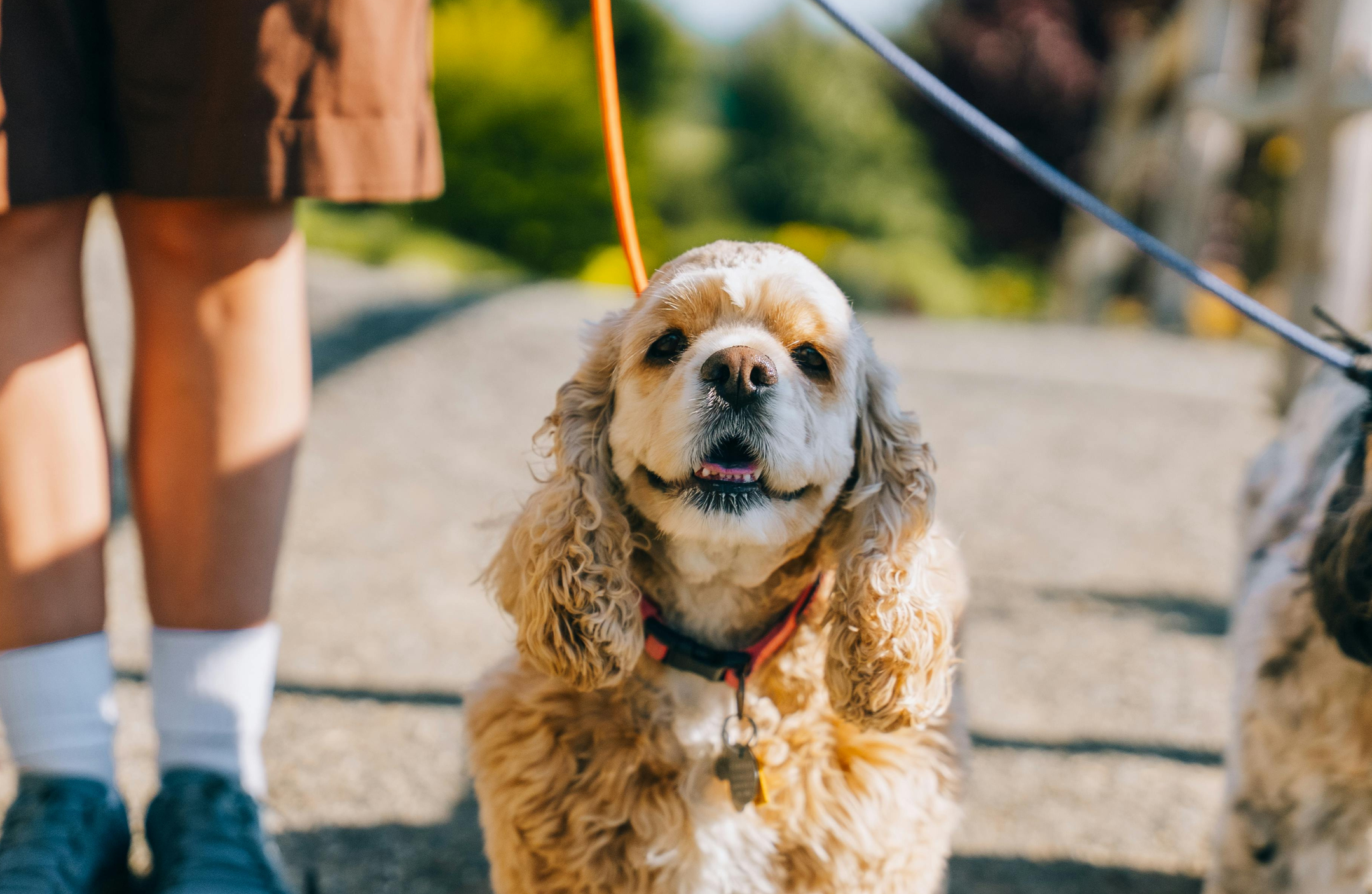 dog behavior power paws dog training near me