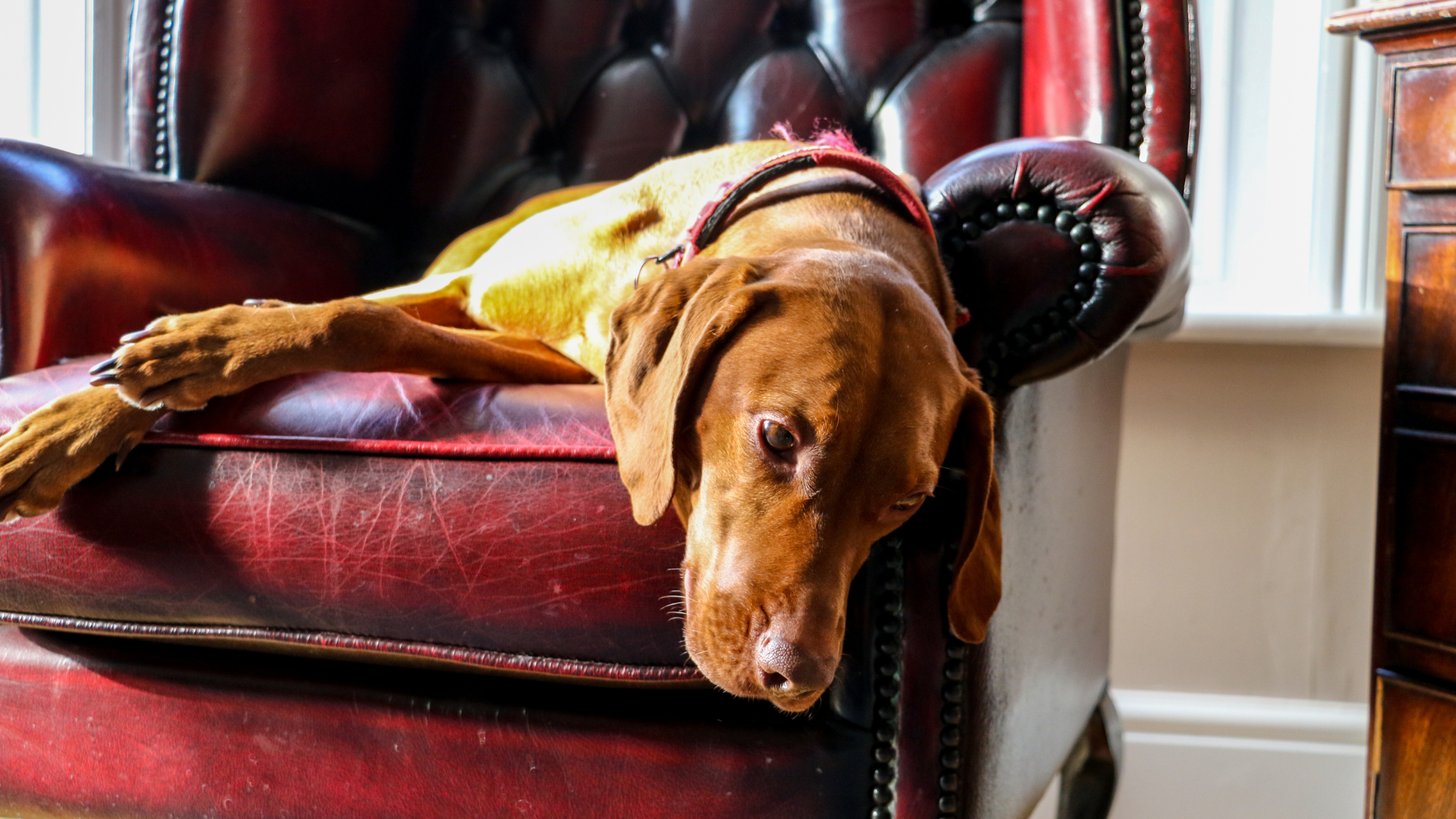 Concierge private dog training and luxury canine behavior modification for gated country club estates in Chapel Hill Winston Salem and Greensboro North Carolina