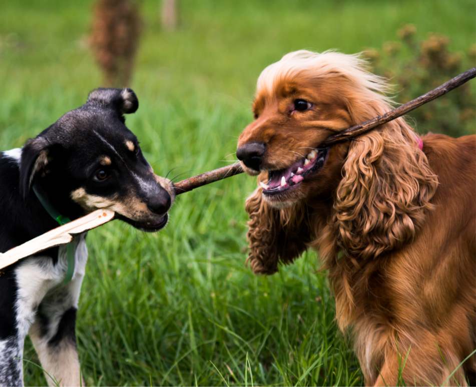 Two dogs playing tug of war with a stick in a grassy yard.