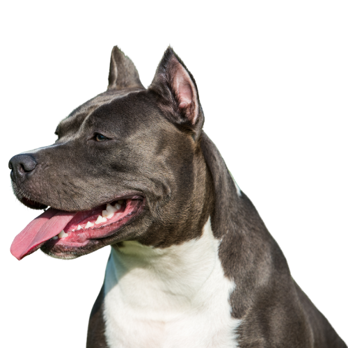 A close-up of a gray and white dog with pointy ears, a happy expression, and its tongue hanging out.