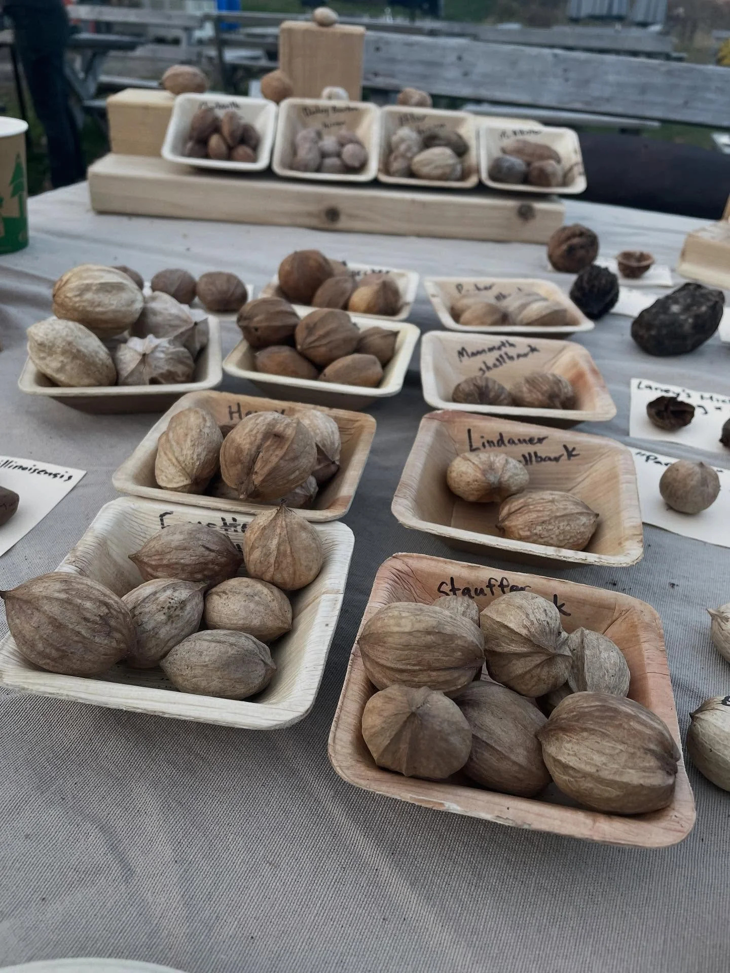 At Nut Fest, our goal is to help preserve the old and bring forth the new. One of our favorite parts of the festival is the cultivar table where we like to feature historic nut cultivars preserved by plant breeders, tree explorers, and orchardists. T