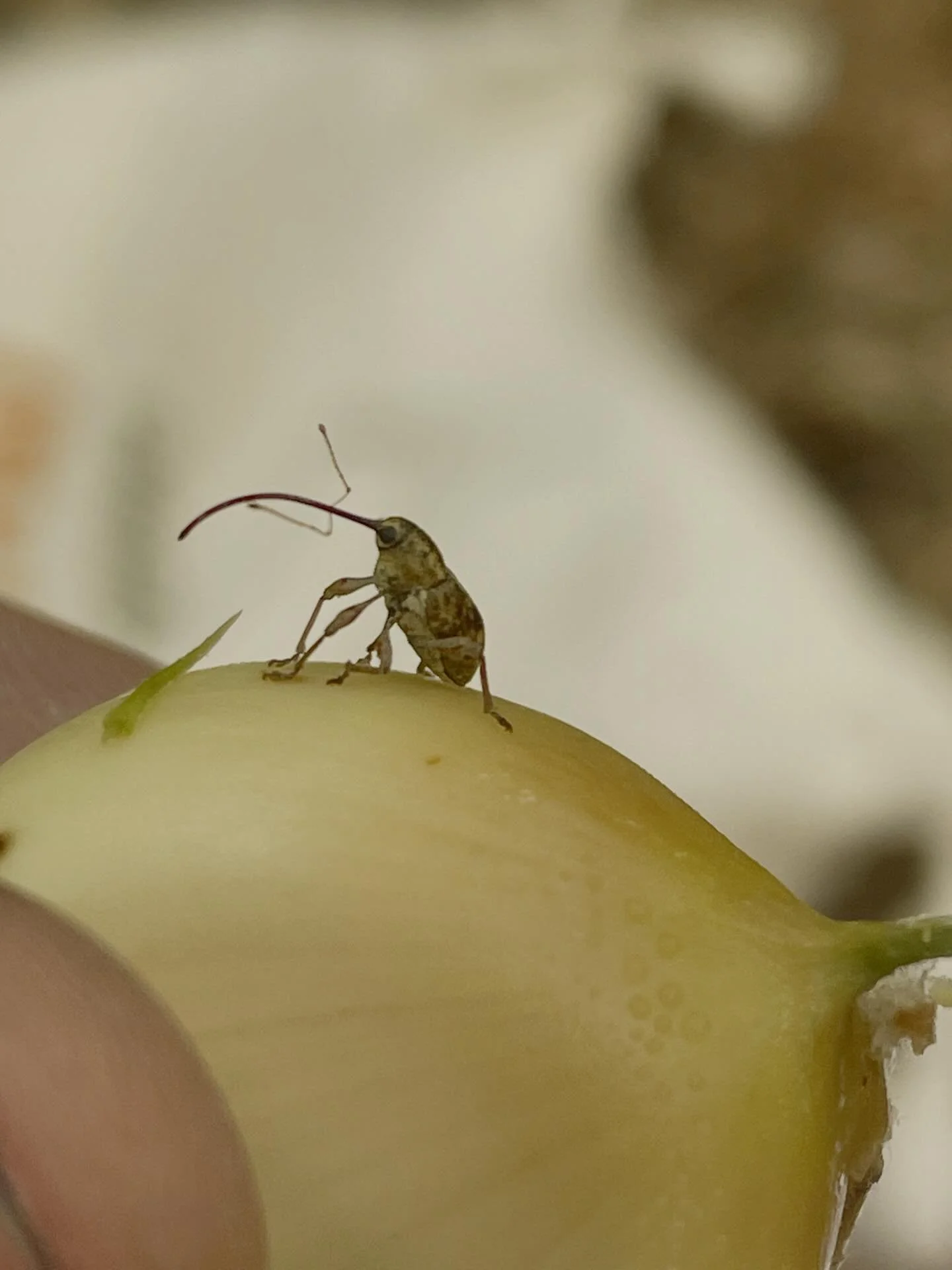 Caught this chestnut weevil in the act at the Sleeping Giant chestnut orchard a couple weeks ago. Think we have a shot of making it onto #weevilwednesday ? 

Although incredibly cute, weevils can be a big challenge for chestnut farmers. Connect with 