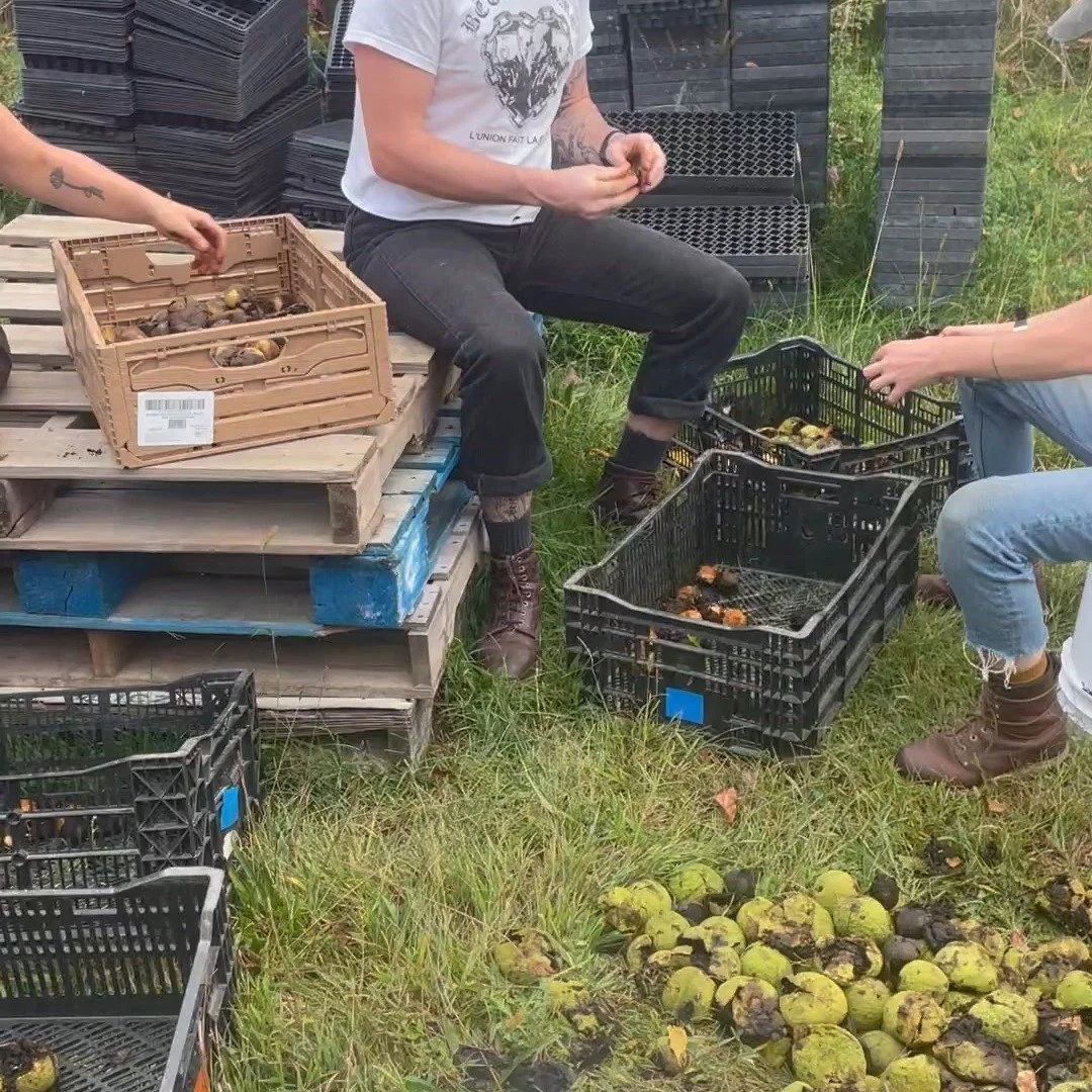Harvested amazing black walnuts with amazing friends. Here we are processing for the nuts and the hulls which can be used for natural dying. We like to choose trees with hulls that are easy to peel by hand. At Nut Fest, our friend Lou-Marie will be r